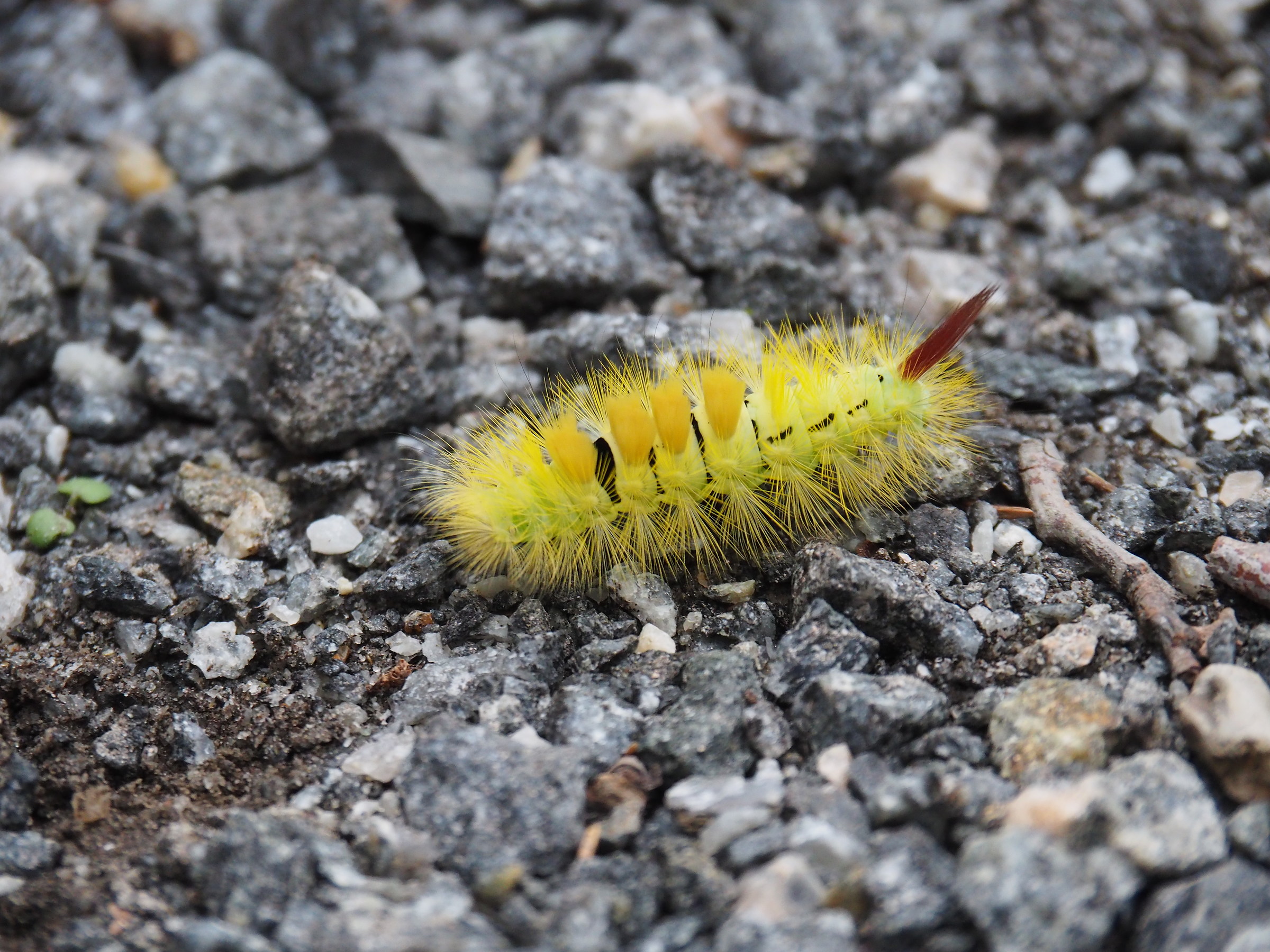 courageous caterpillar moving slowly under the rain