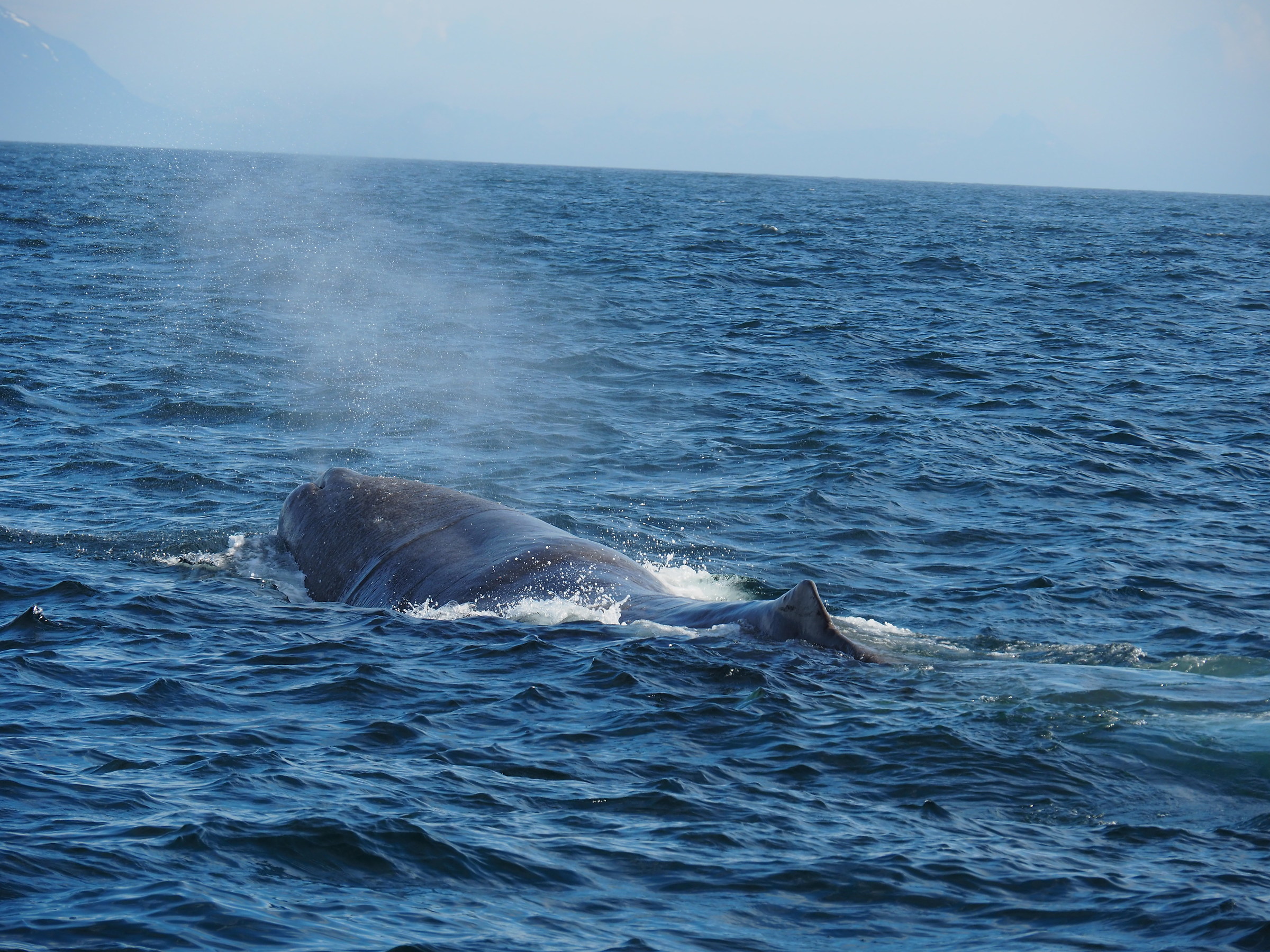 spermwhale blowing out
