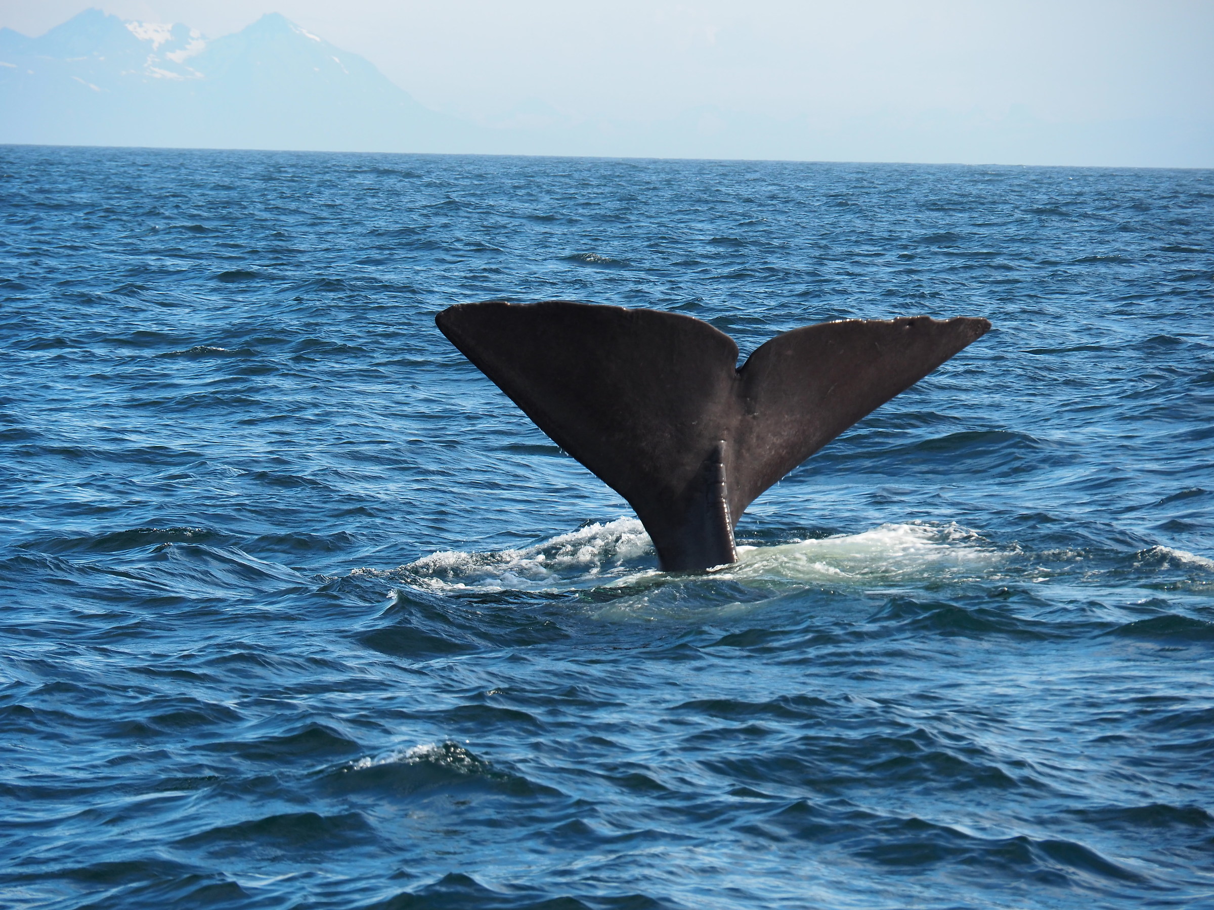 let's dive again down in Norwegian Sea