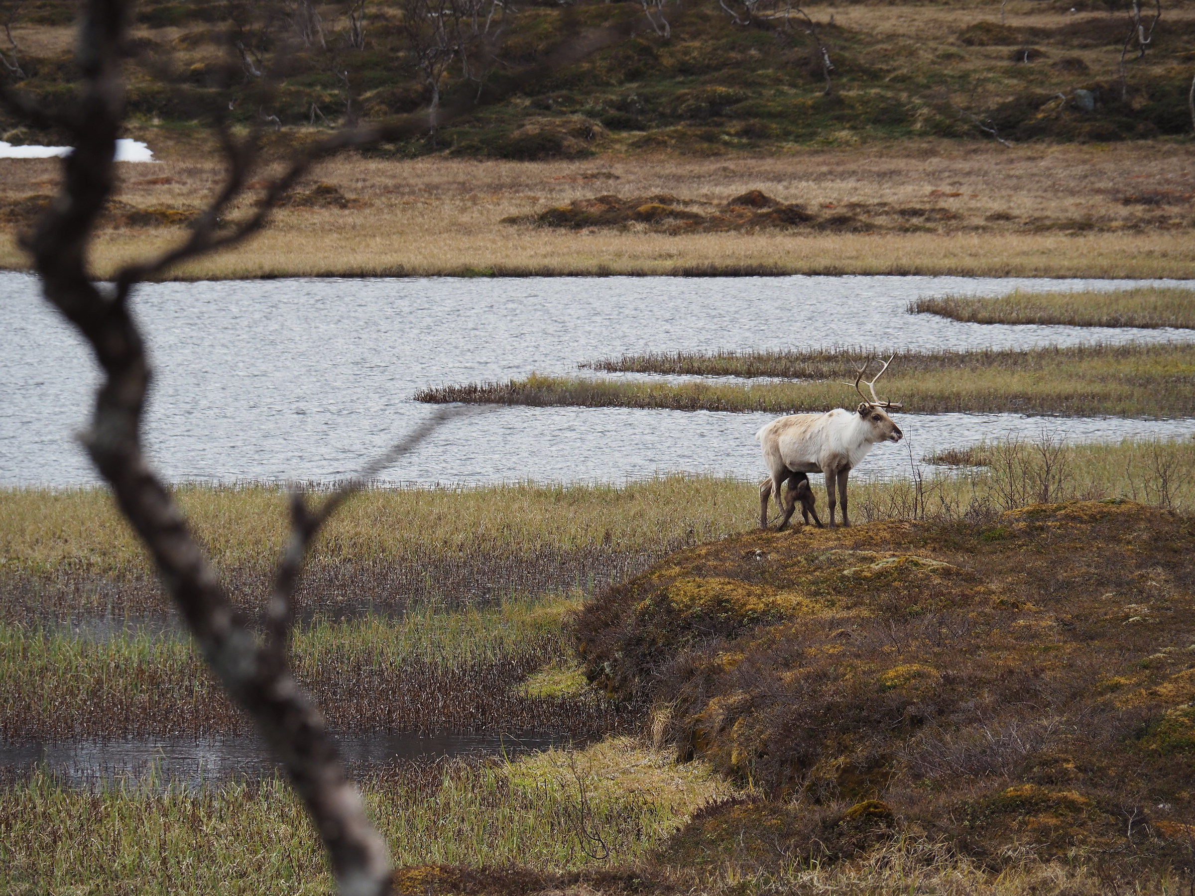 reindeer feeding her calf, Kvaloya Island