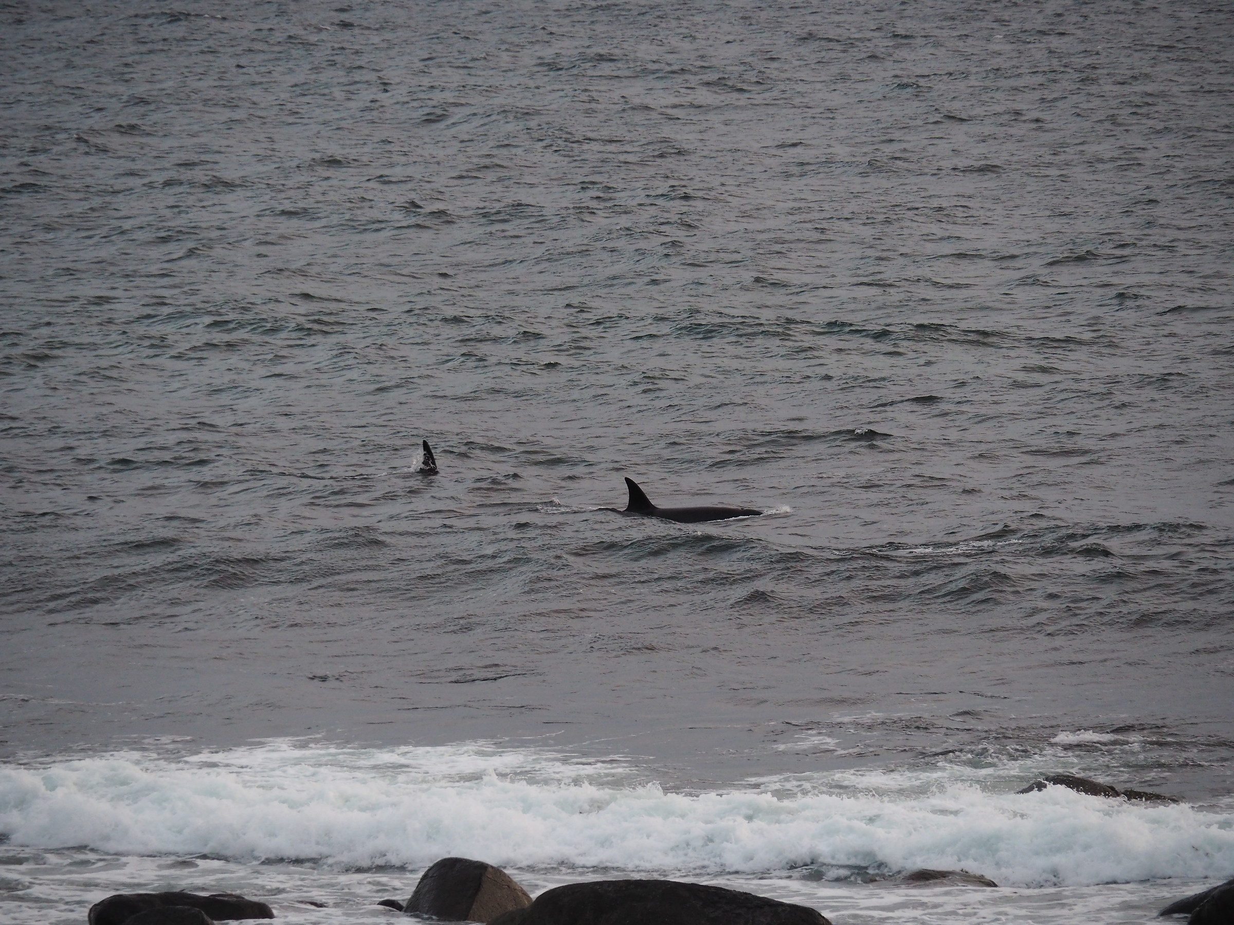 killerwhales hunting fast in arctic summer night