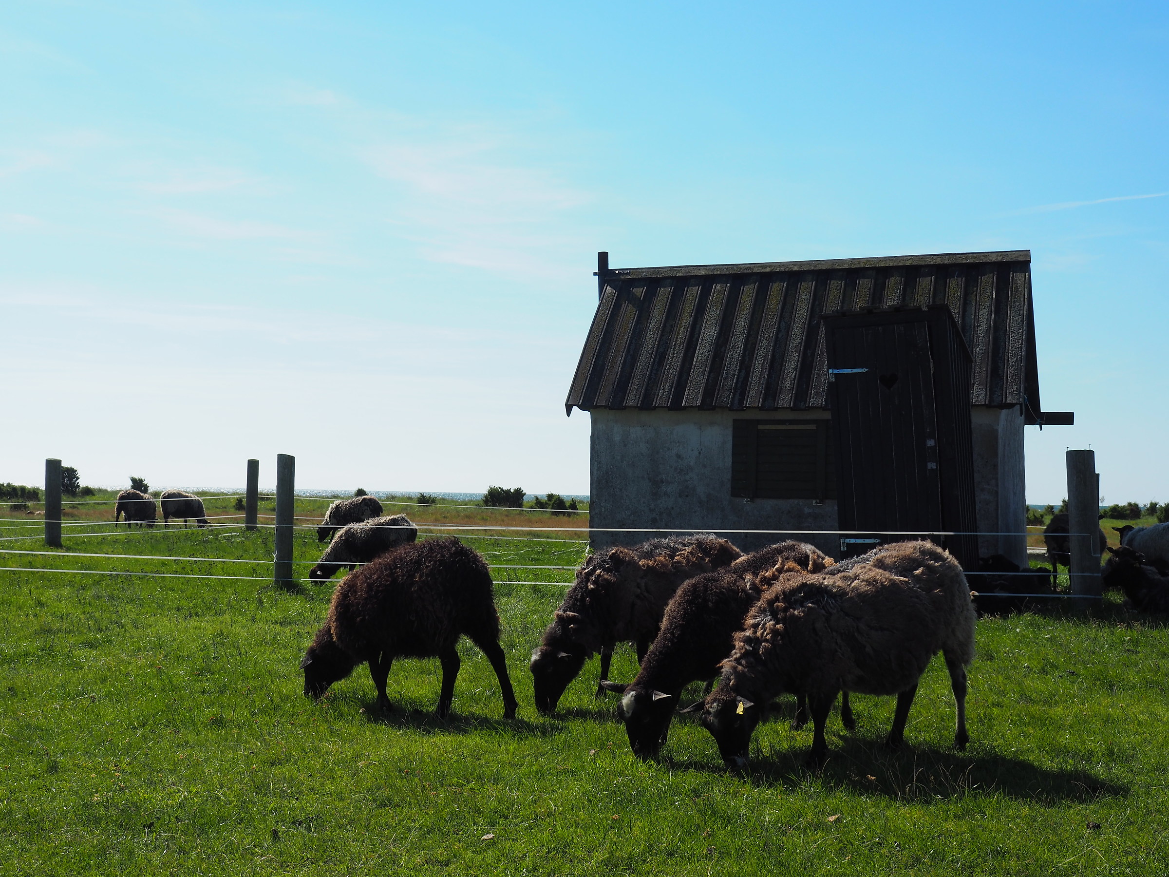 meeting of black sheeps