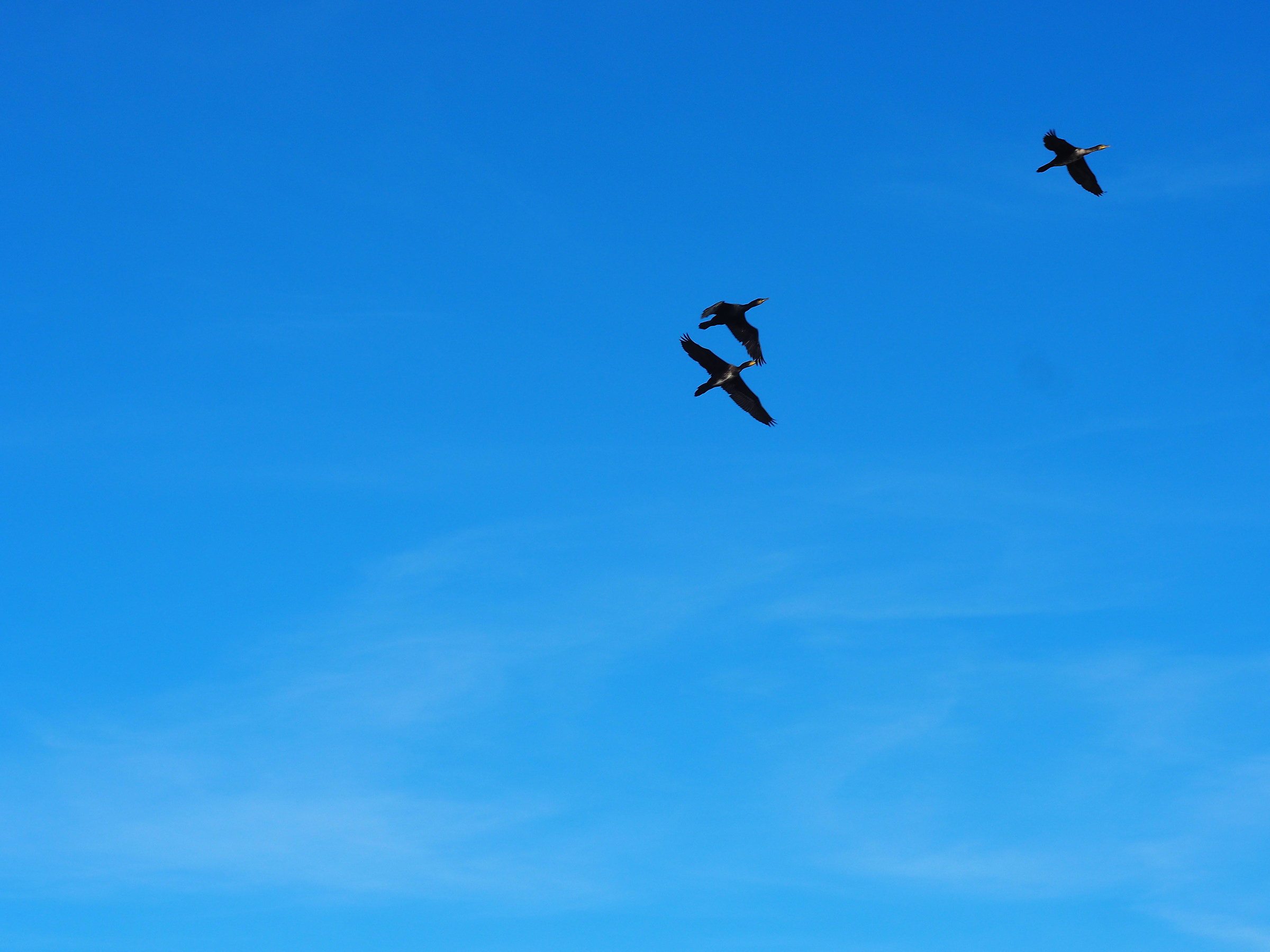 cormorants flying away