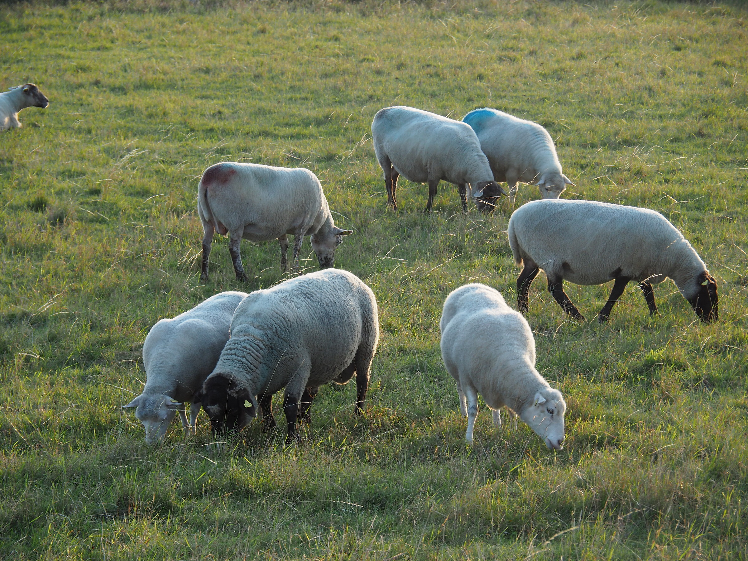 meeting of BIG sheeps