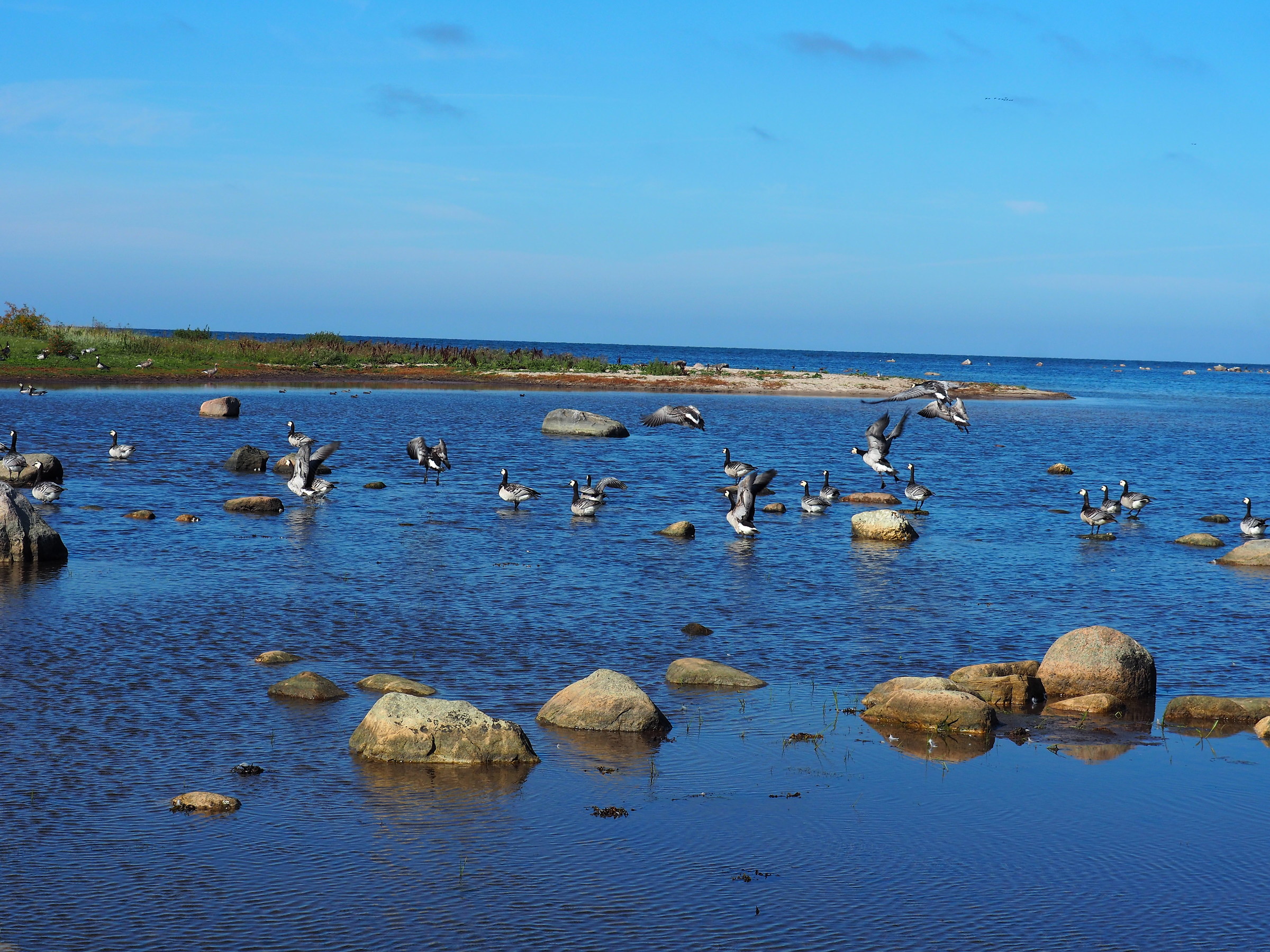 white-face gooses flying away