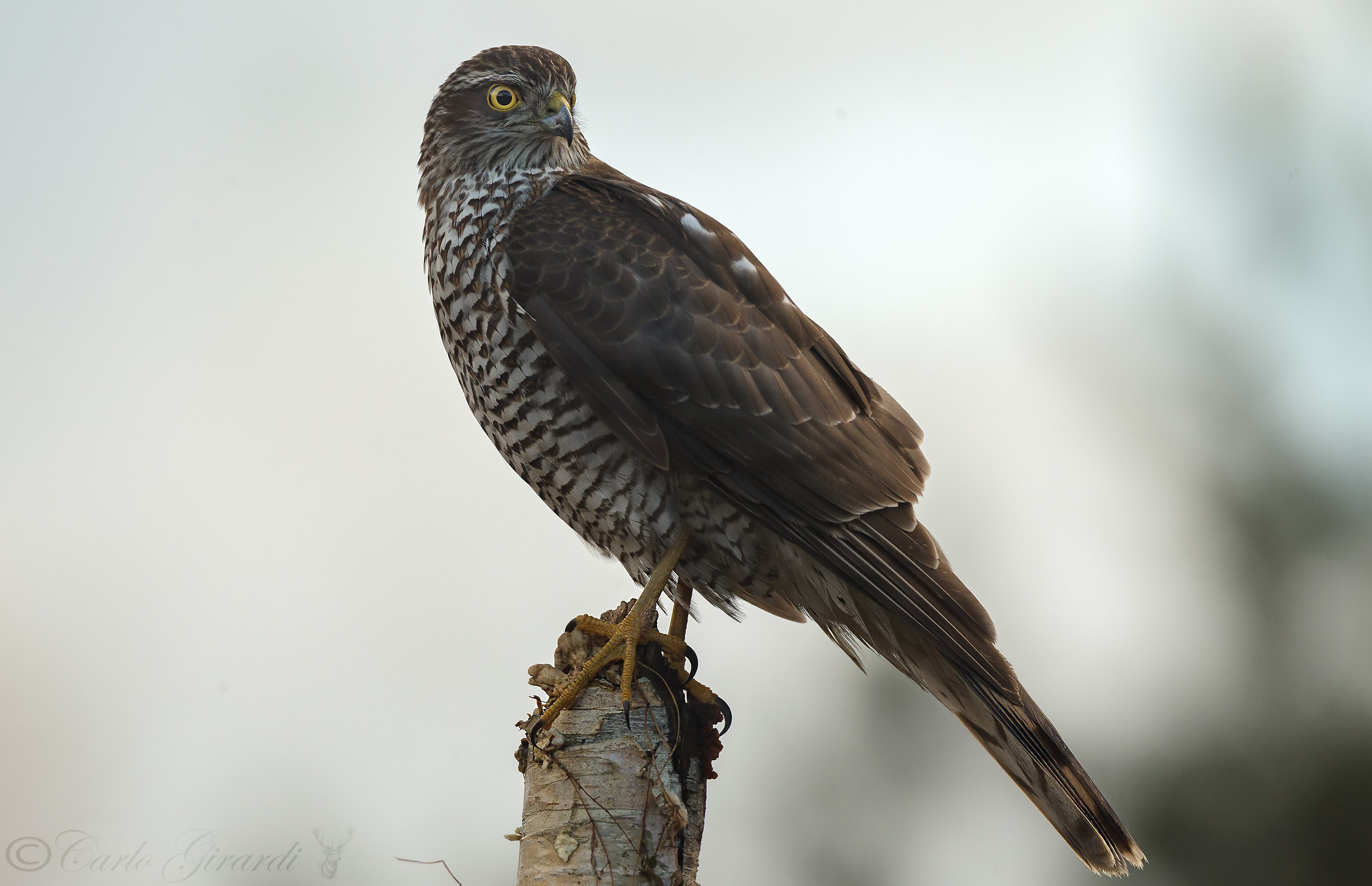 The watchful eye of the Sparrowhawk