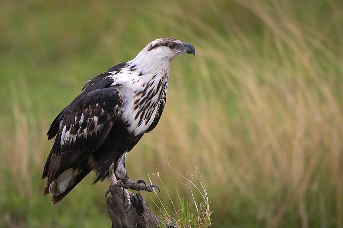 Young eagle