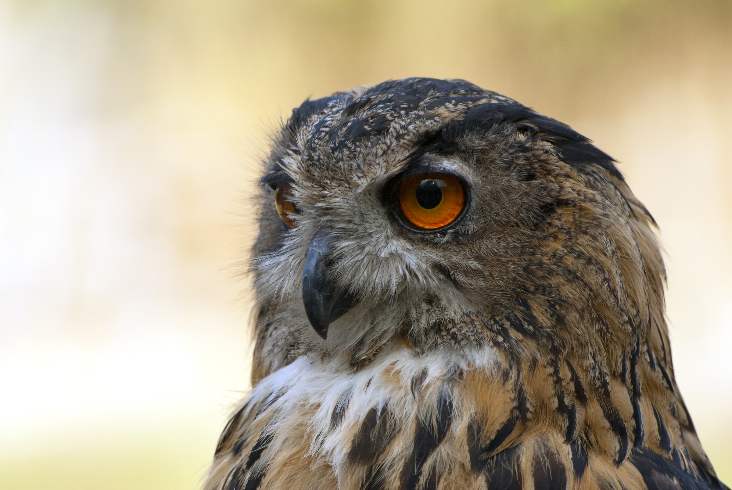 Eagle owl 1