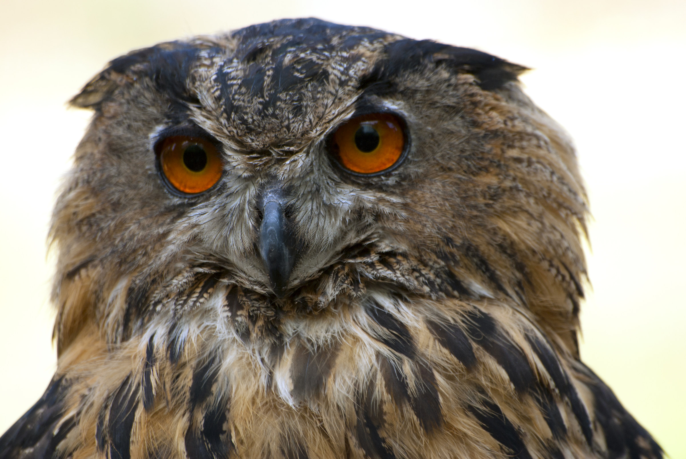 Eagle owl 2