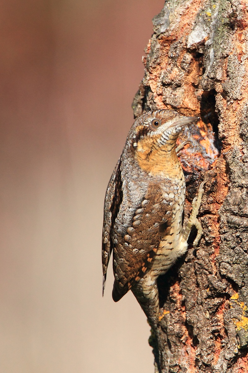 The mimicry of torticollis