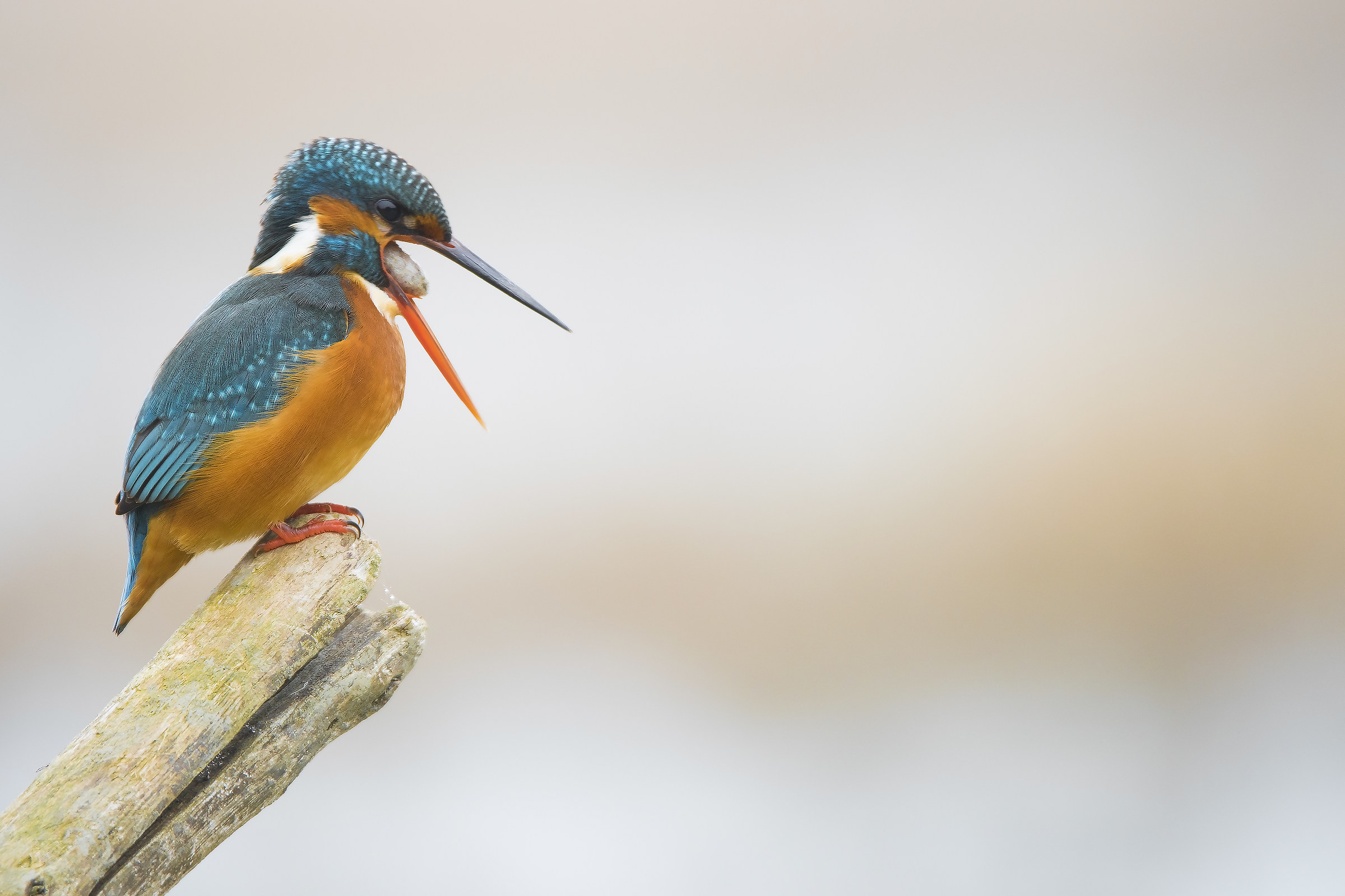 Martin Pescatore with borra