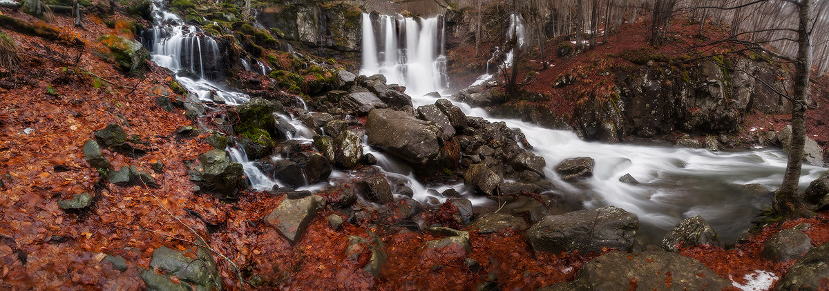 The sap of the forest