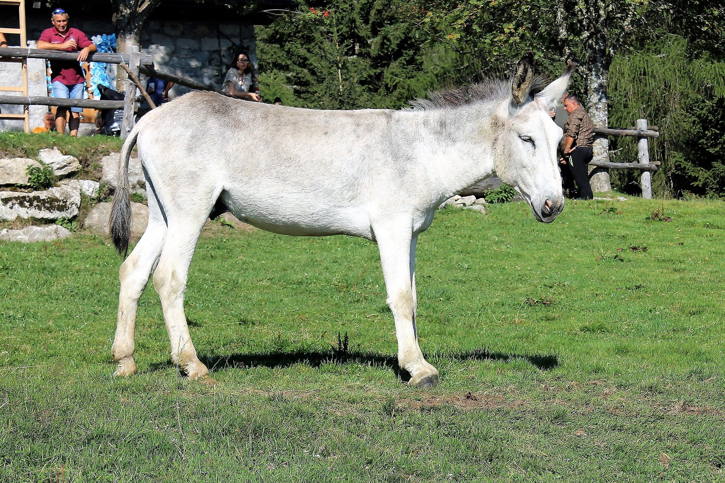 Asinello un po brillo