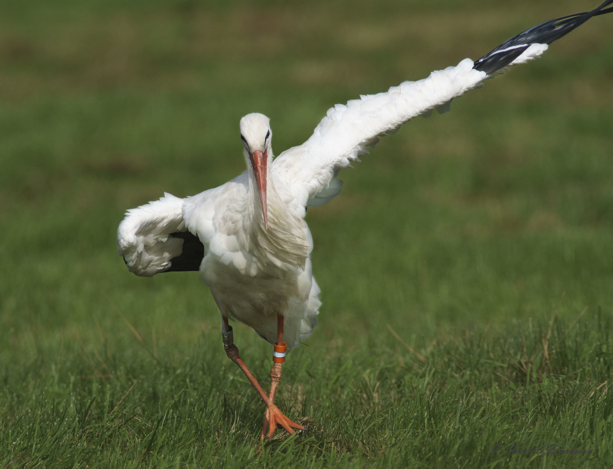 Wild White Stork - Saturday night fever :-)