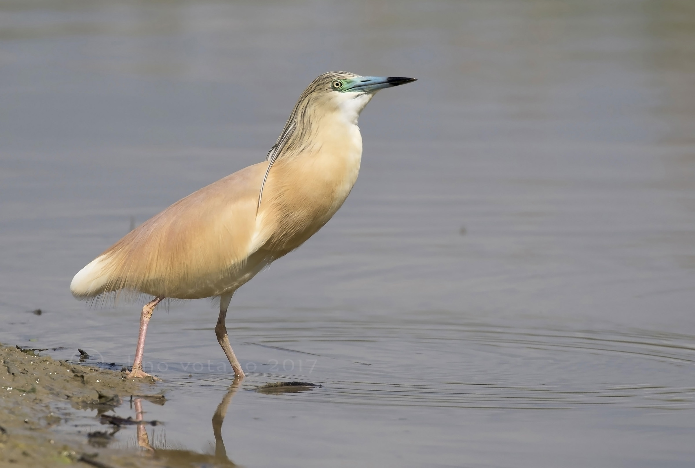 Sgarza tuft (Ardeola ralloides)
