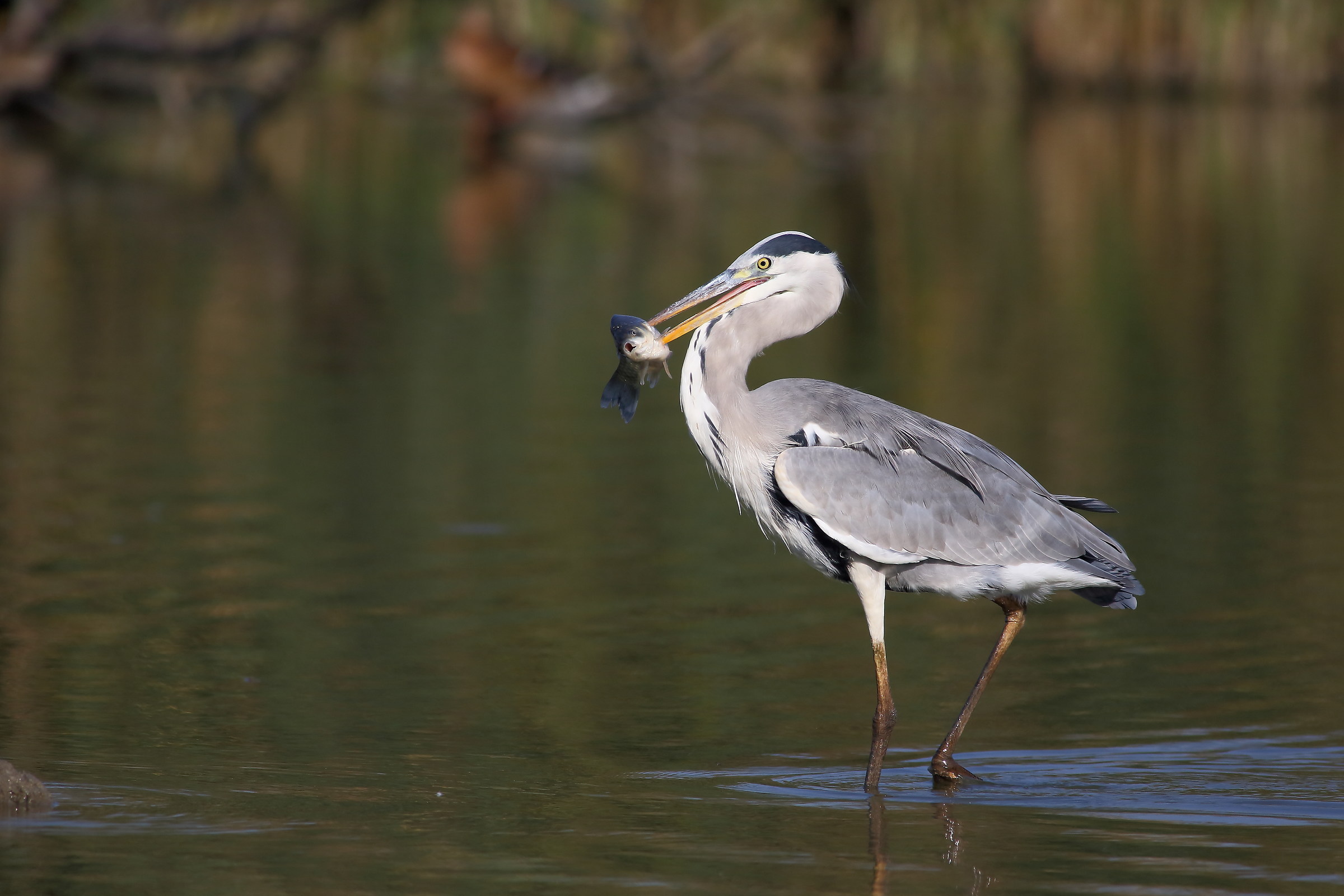 gray heron
