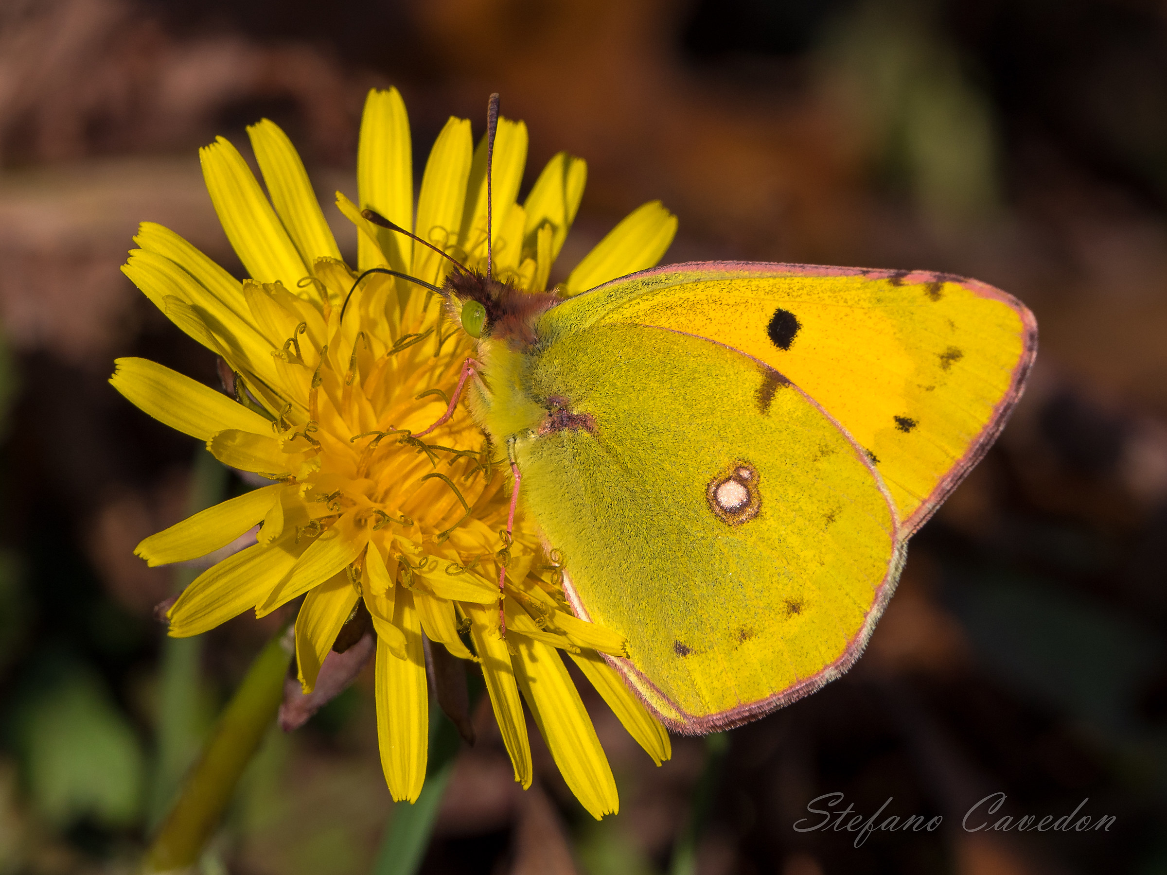Colias crocea