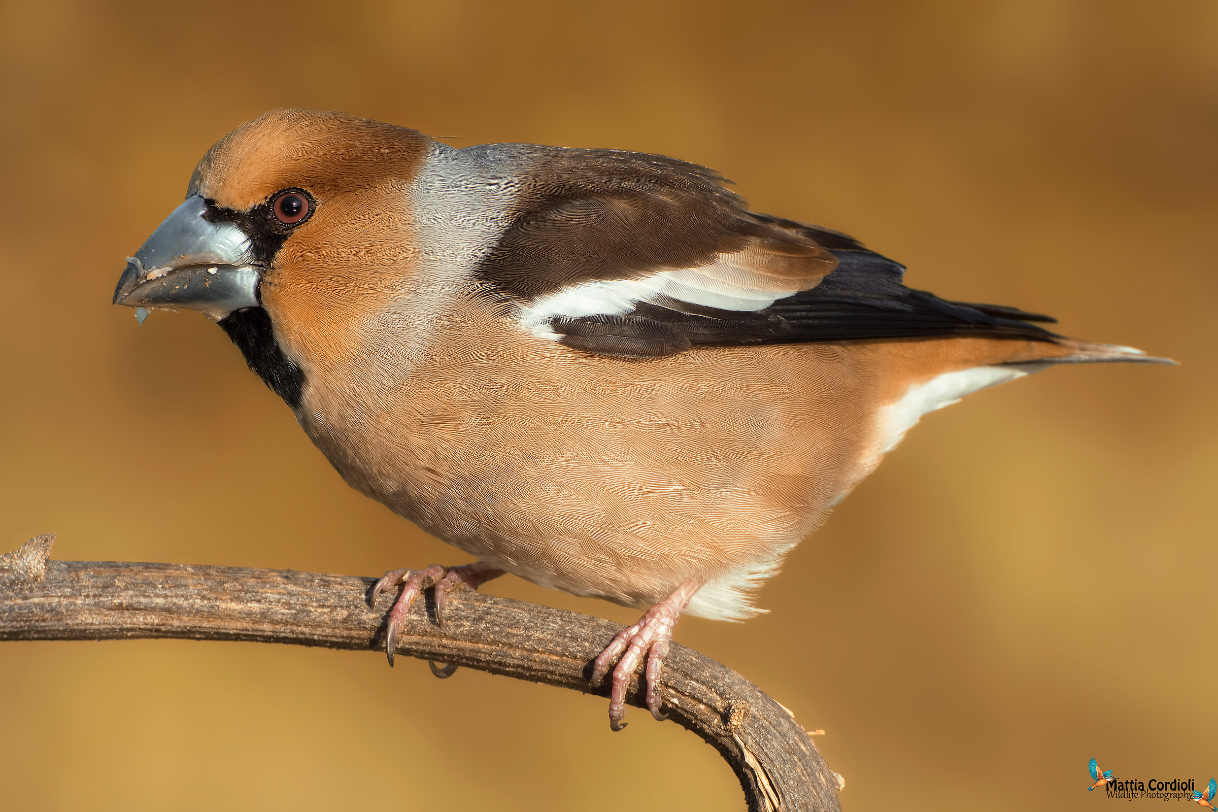 Hawfinch at dawn