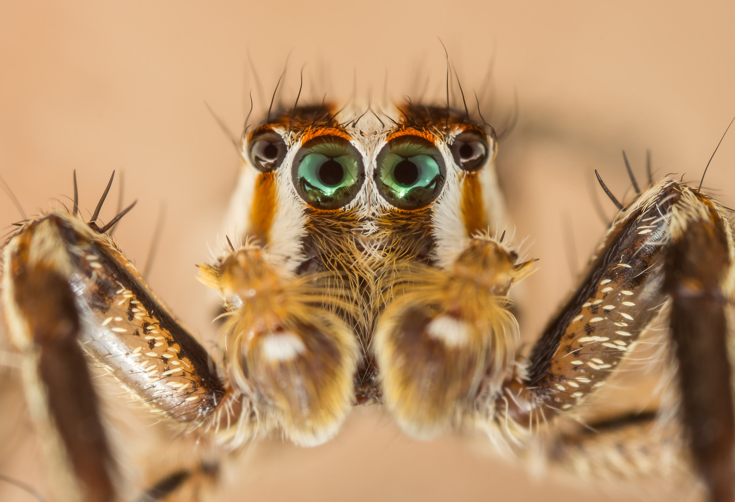 Plexippus paykulli male