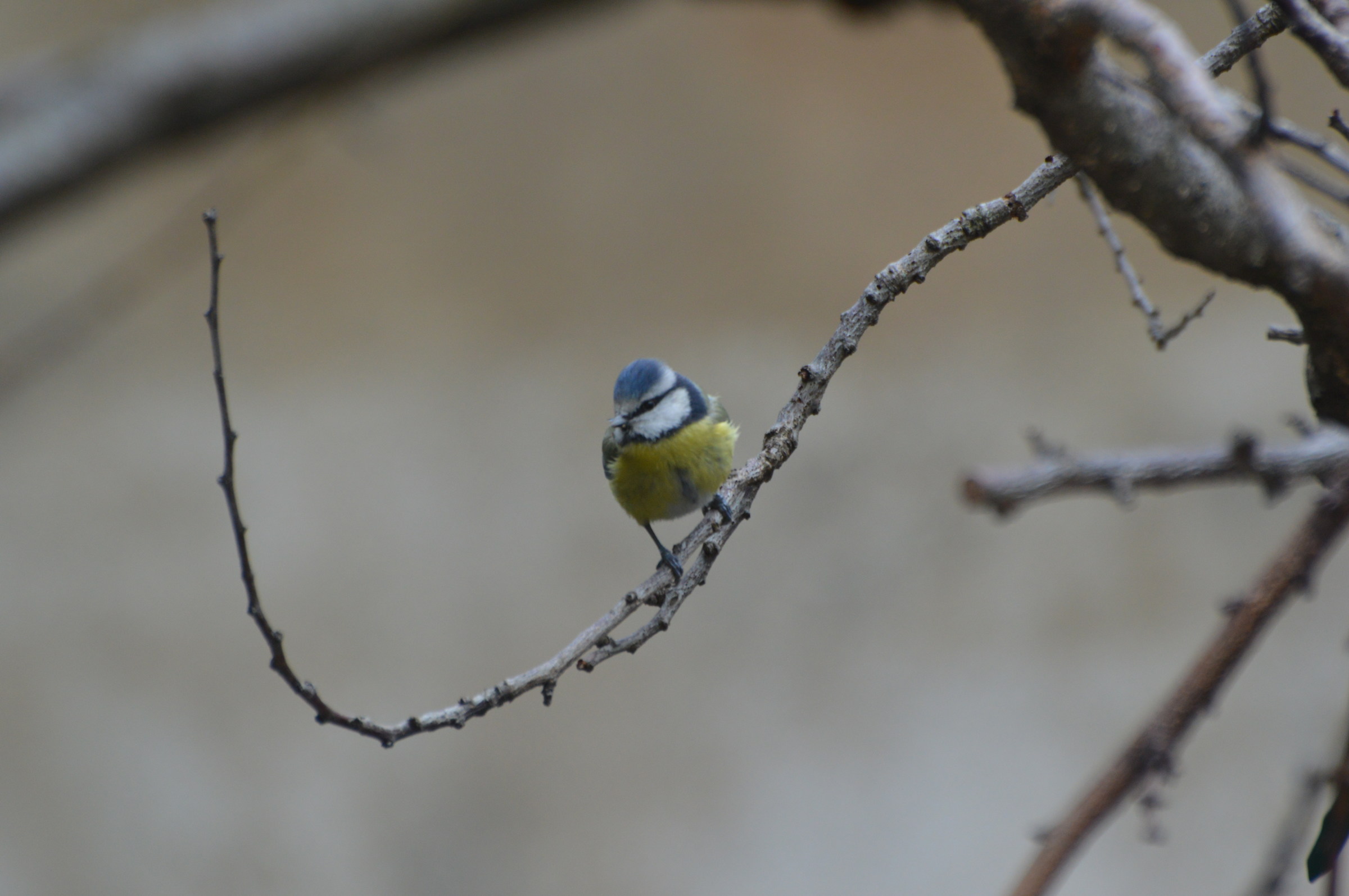 Eurasian Blue Tit