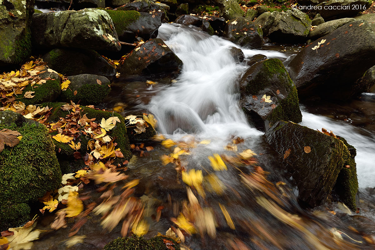 Autumn on the Torrente Dardagna