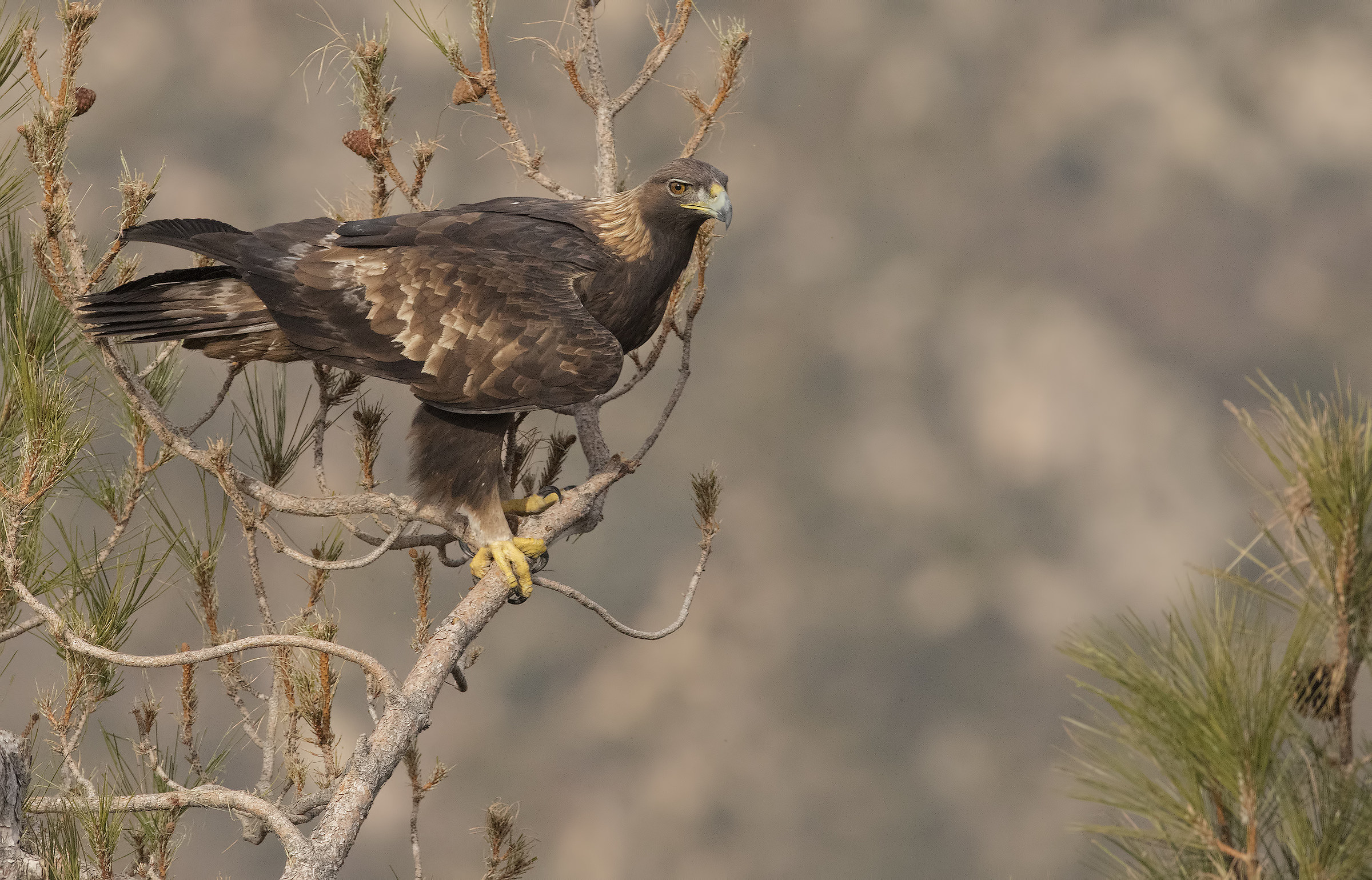 aquila reale pirenei 2017