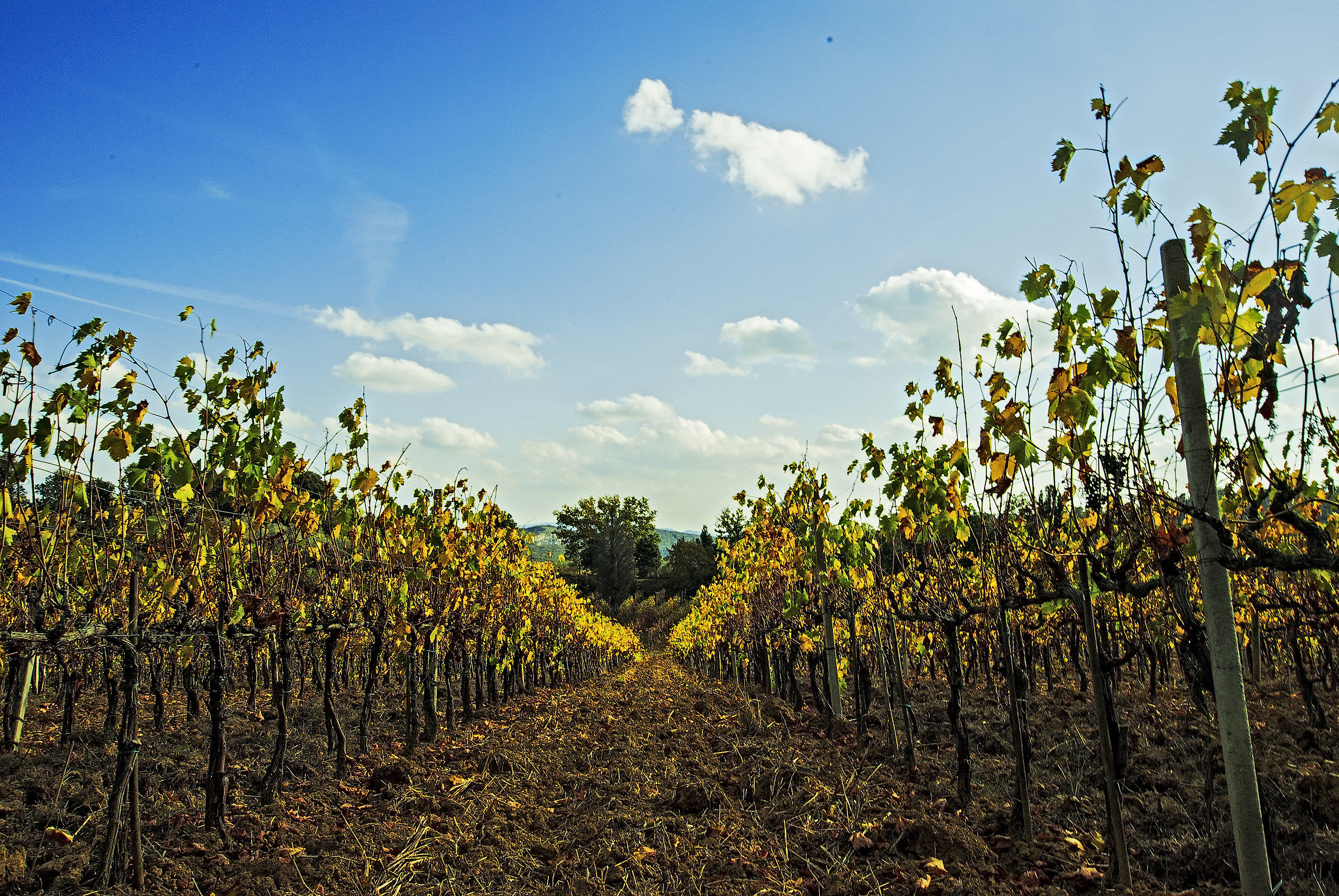 Rows in the land of Siena