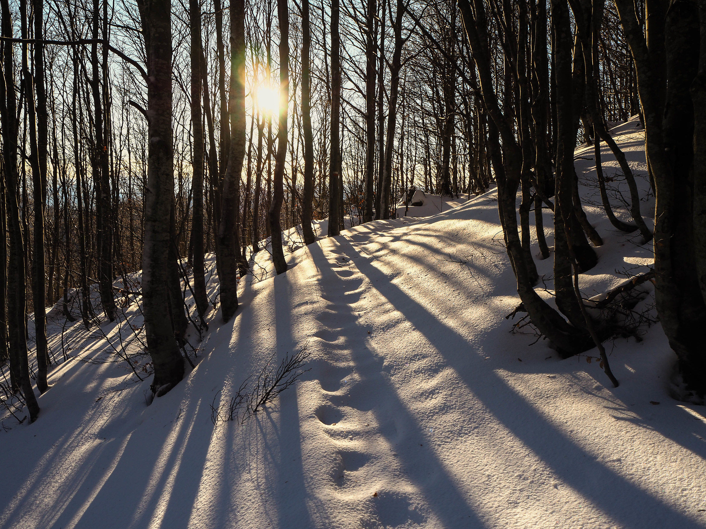 La calda luce del Mattino nel bosco congelato