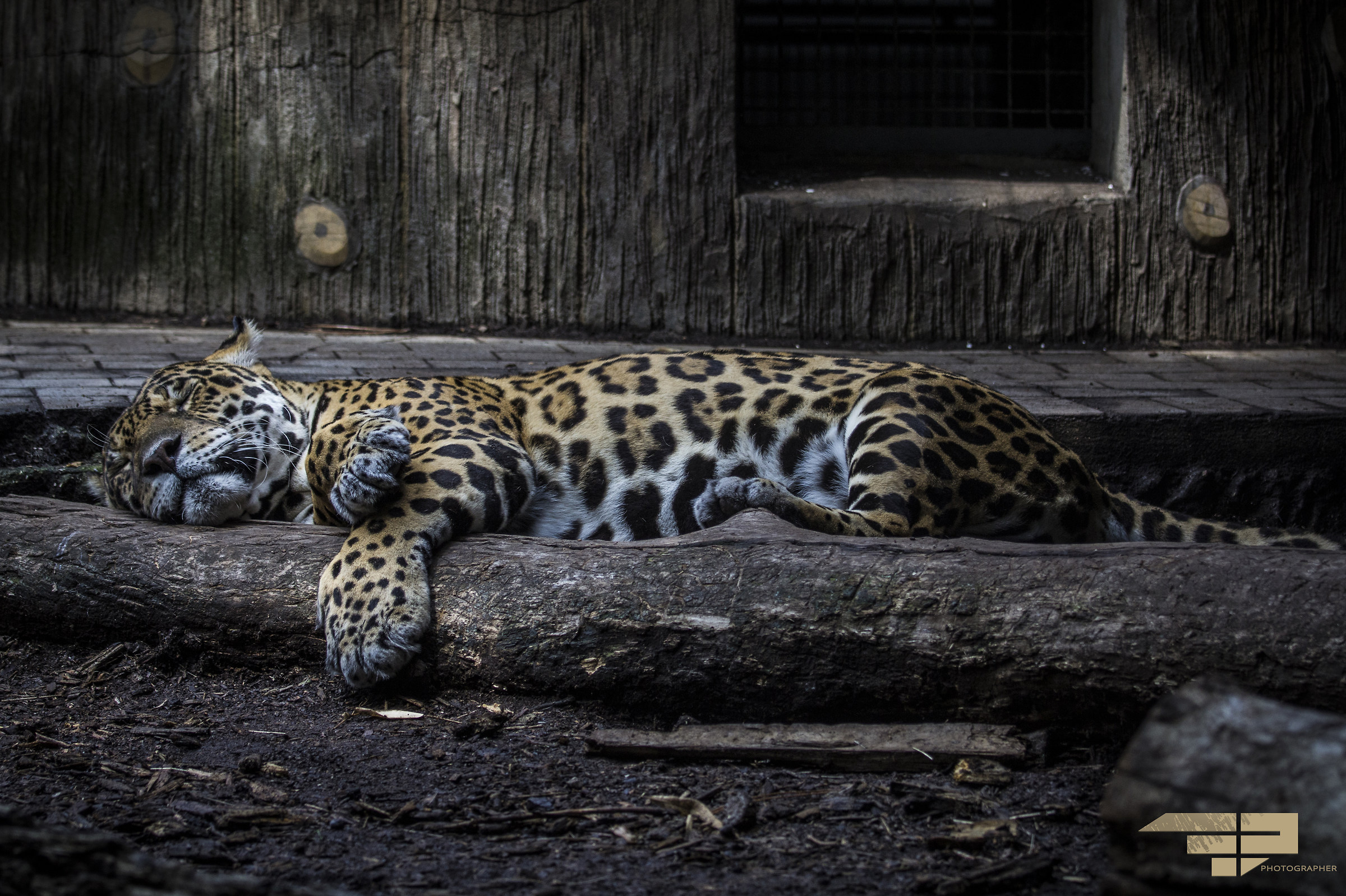 Non svegliare il felino che dorme