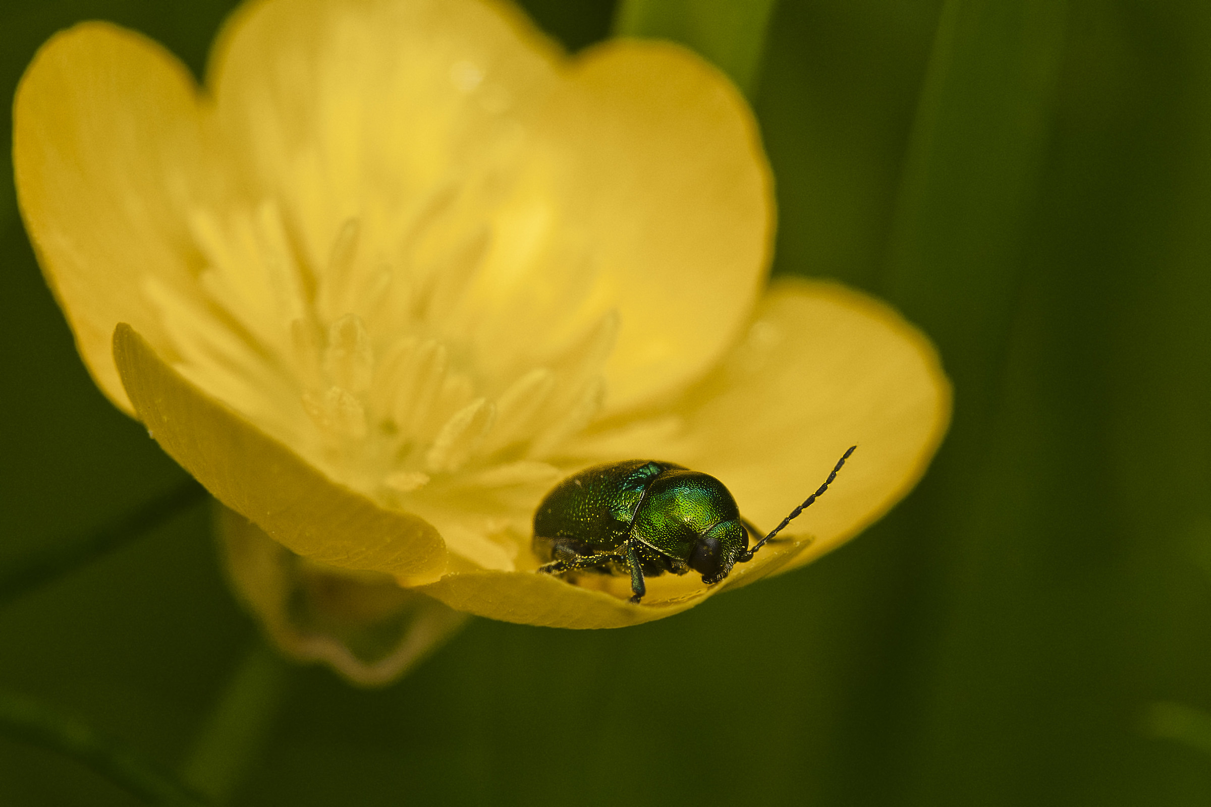 Cryptocephalus sericeus