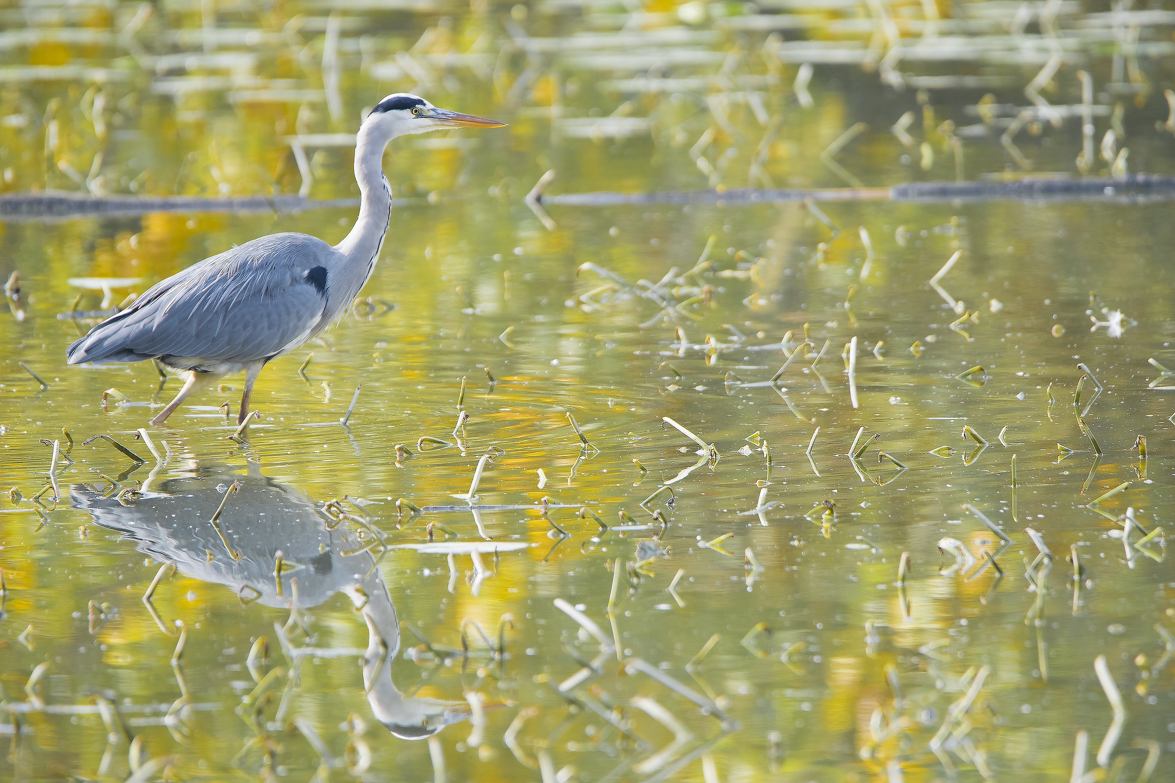 Gray Heron