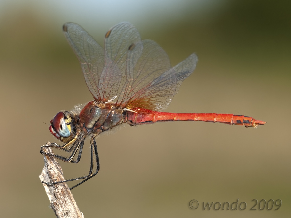 Dragonfly, 2009