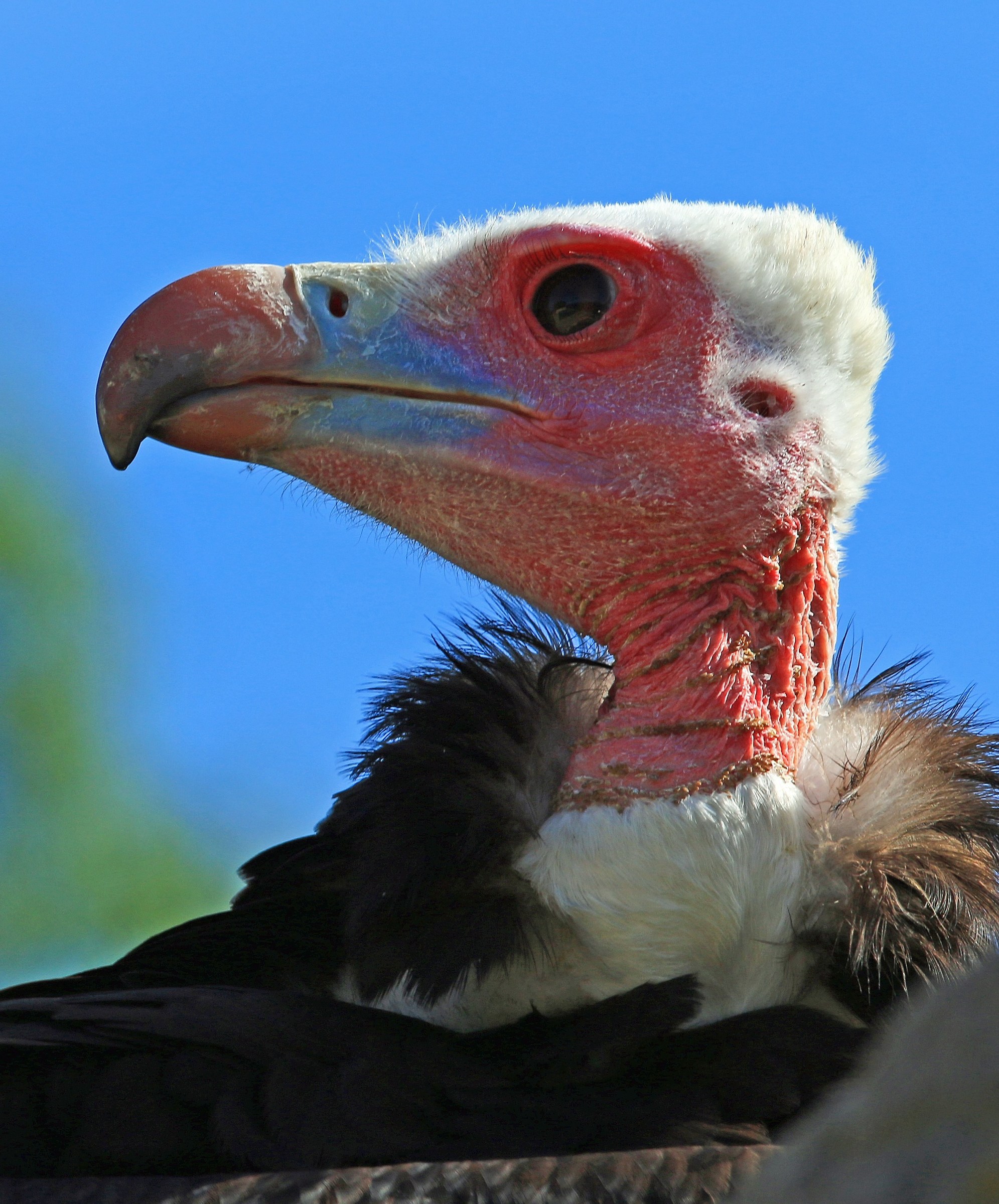 Non è bello, ma è un tipo ...