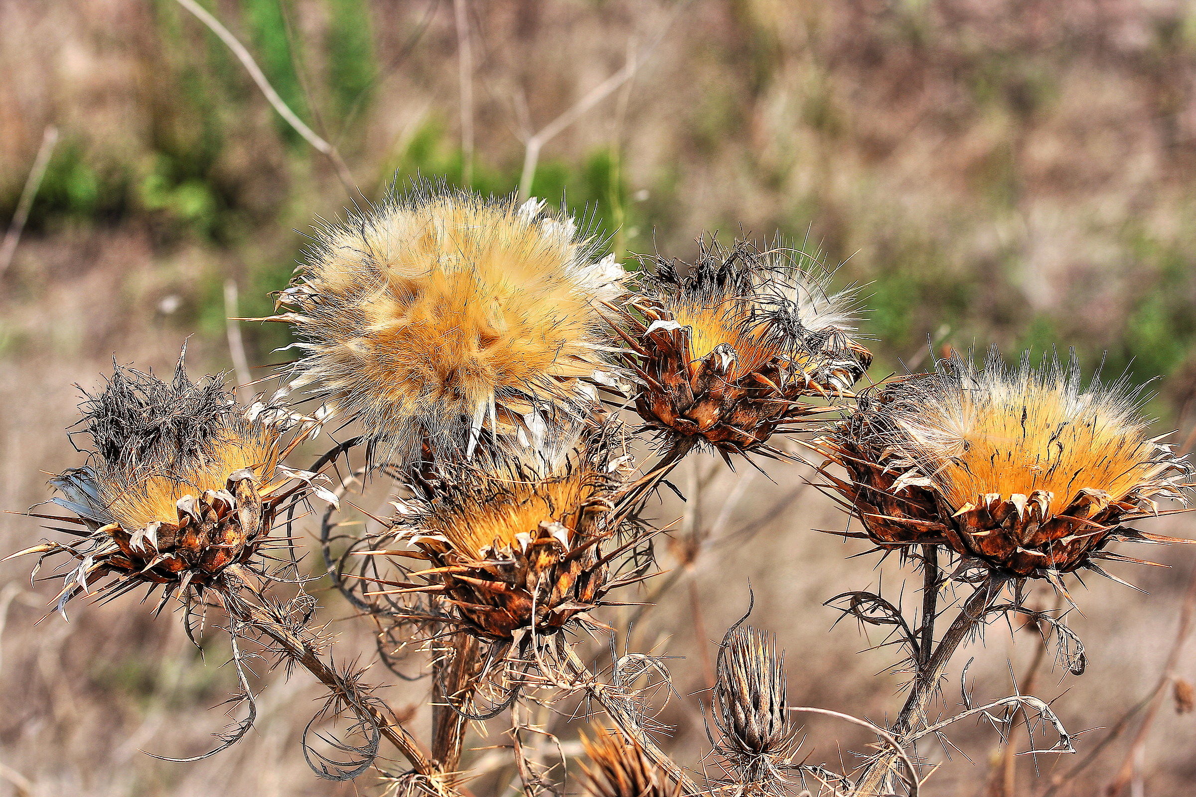 L'esplosione del cardo selvatico
