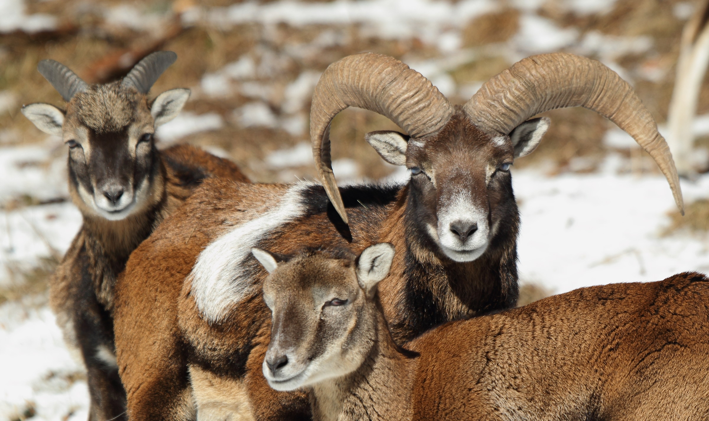 Occhi azzurri di ghiaccio..