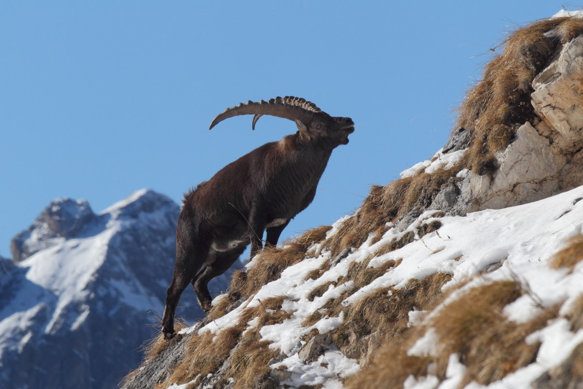 Sulle più alte creste..