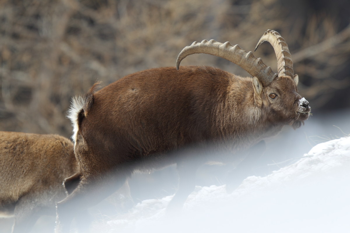 Giocando a nascondino con lo stambecco...