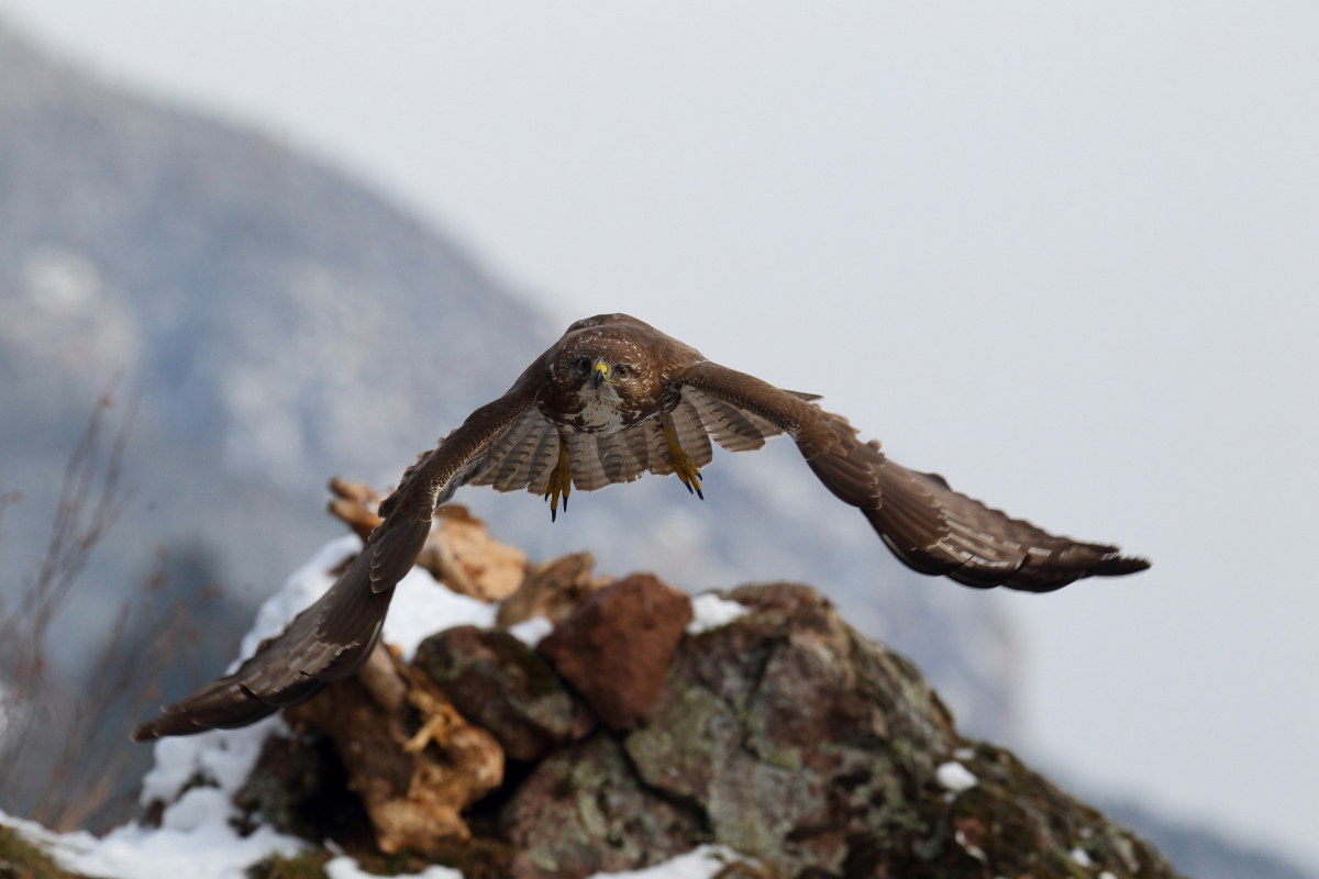 Son diventato io la preda?