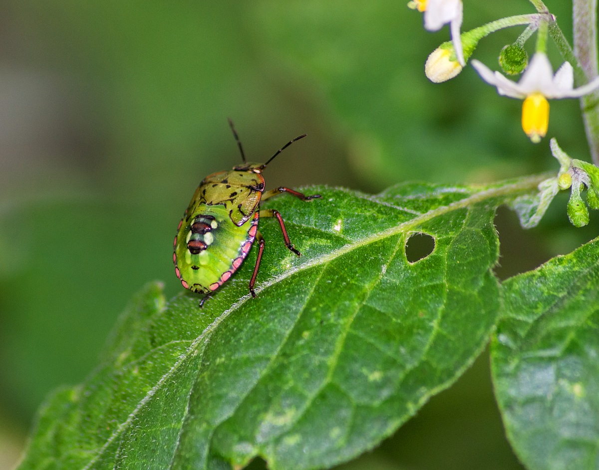Nezara Viridula