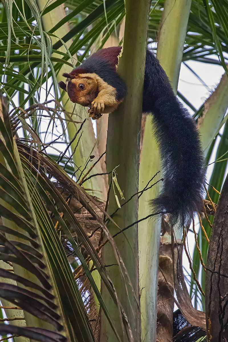 malabar giant squirrel