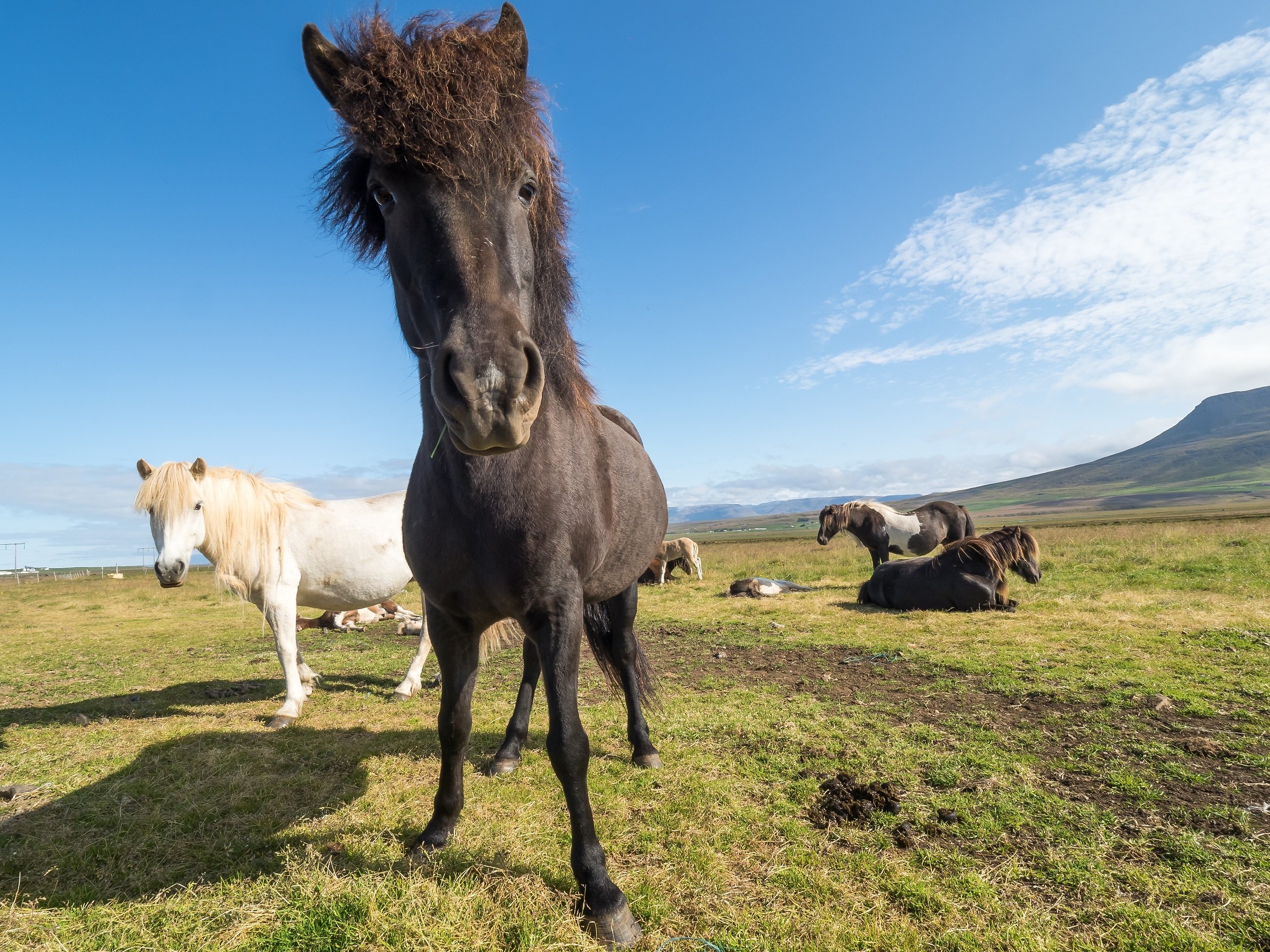 Curious Icelandic horse