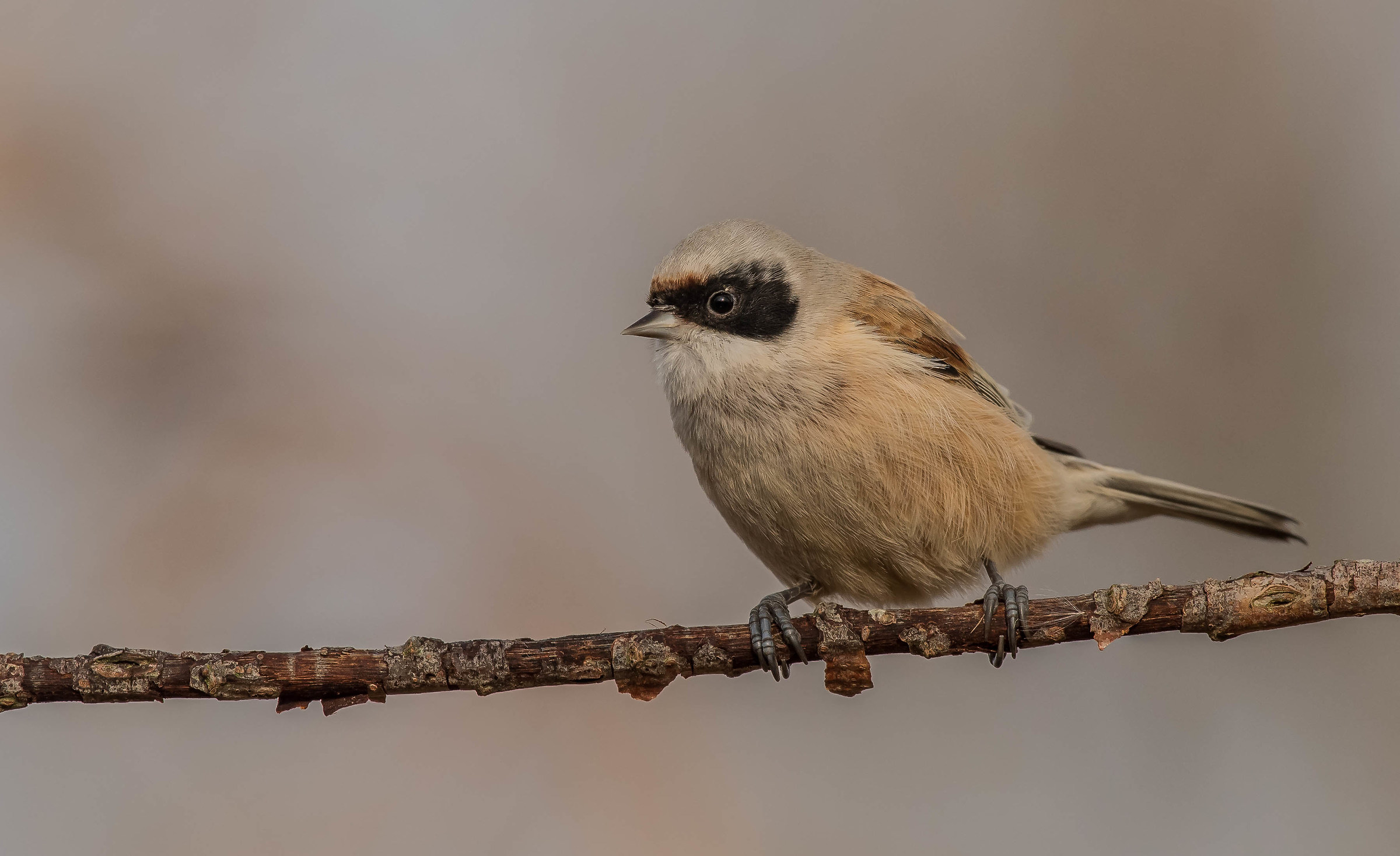 Pindulèn (pendolino)