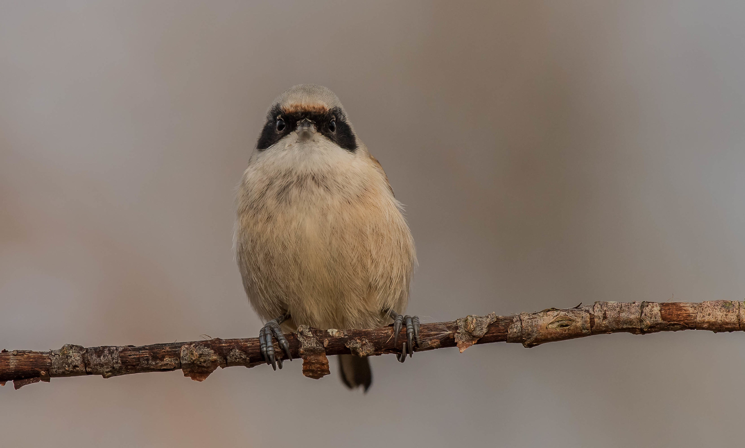 Pindulèn (pendolino)