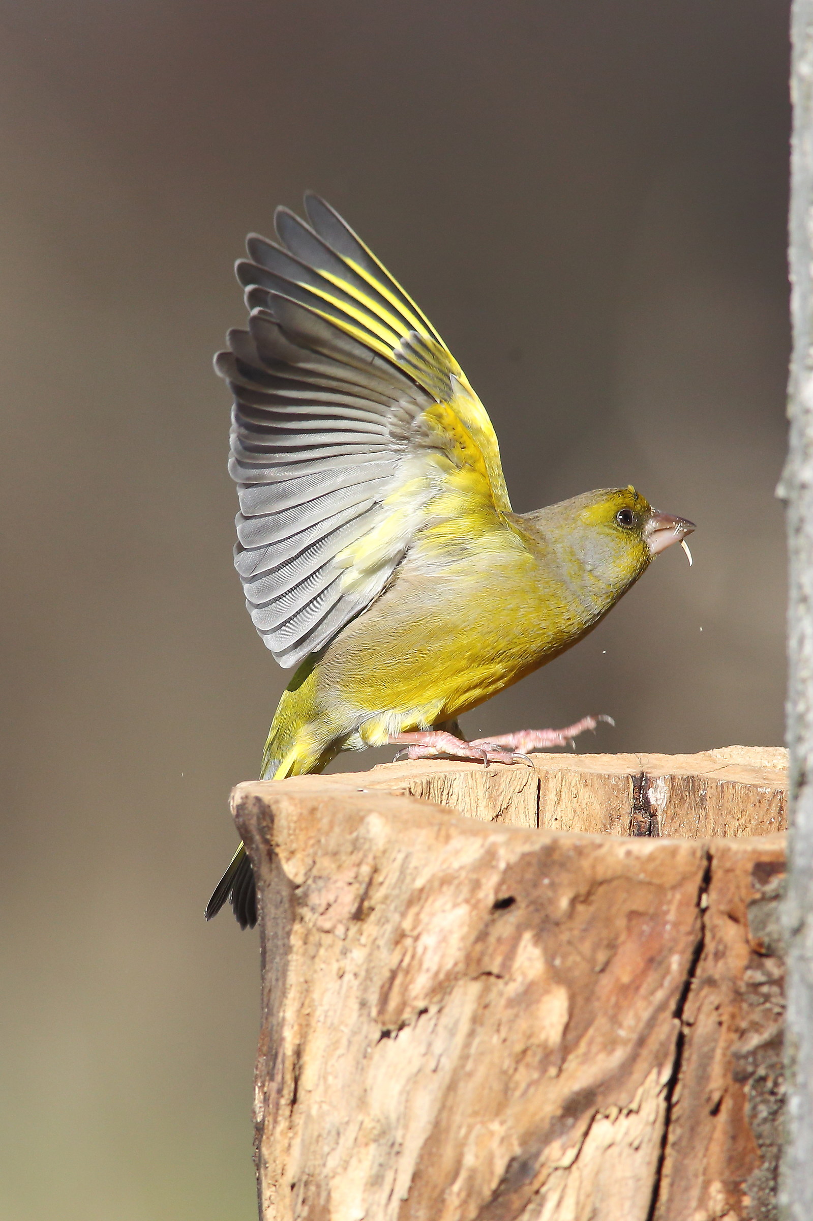 greenfinch
