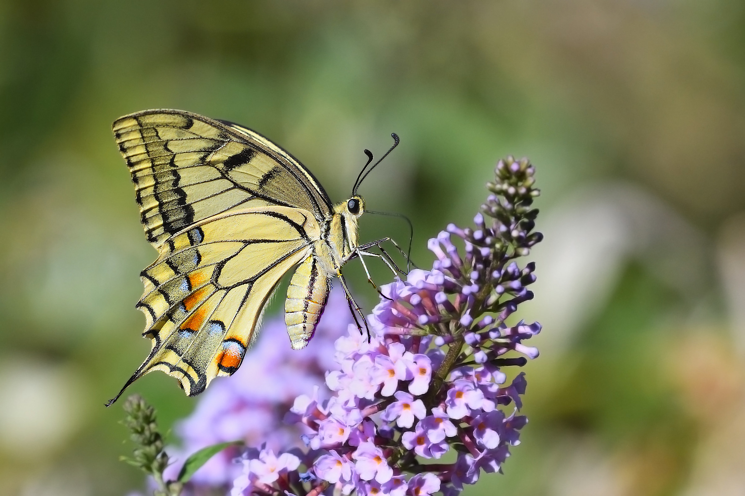 swallowtail (change)