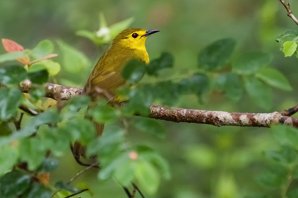 Yellow-browed Bulbul