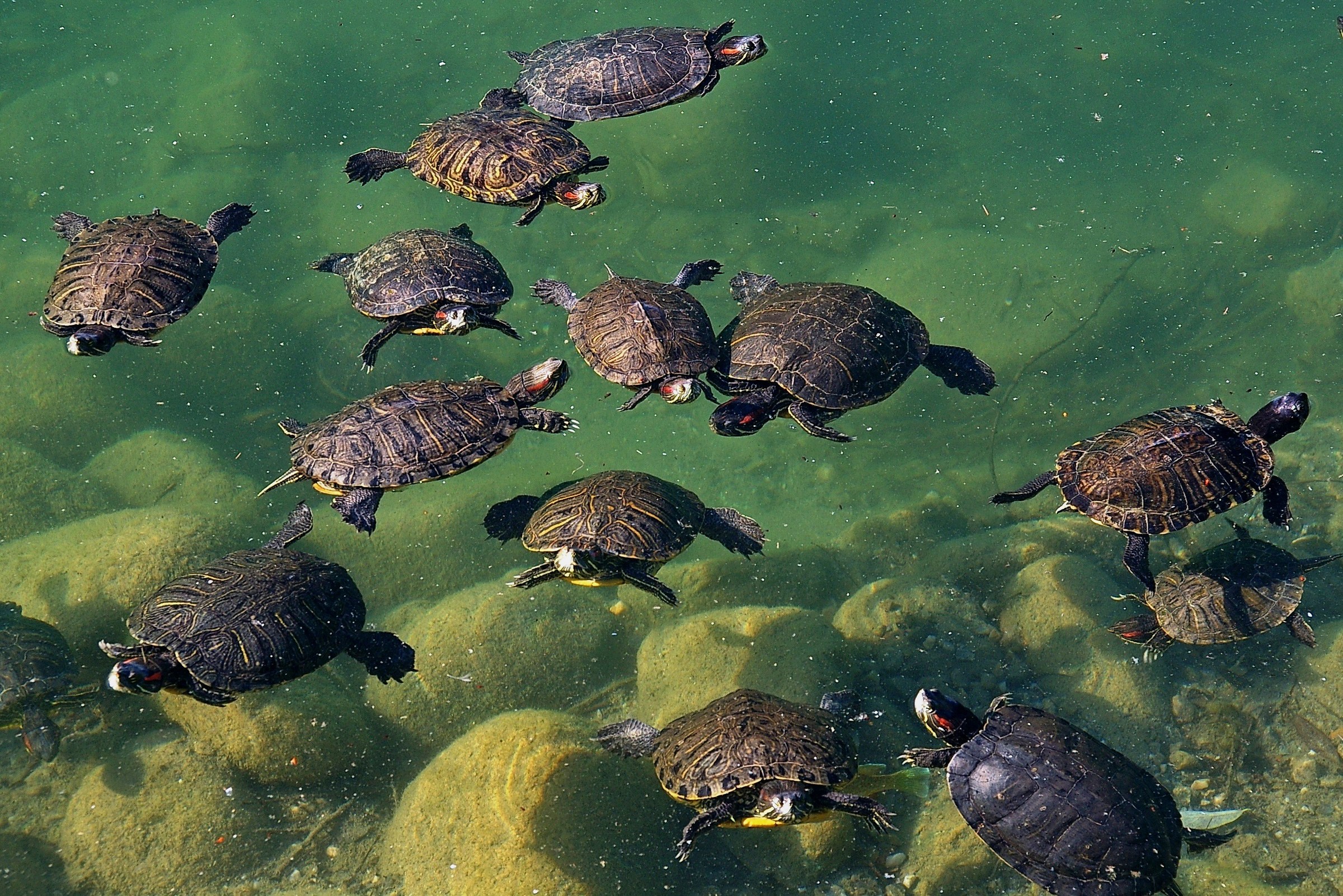 Water turtles (Trachemys scripta elegans)
