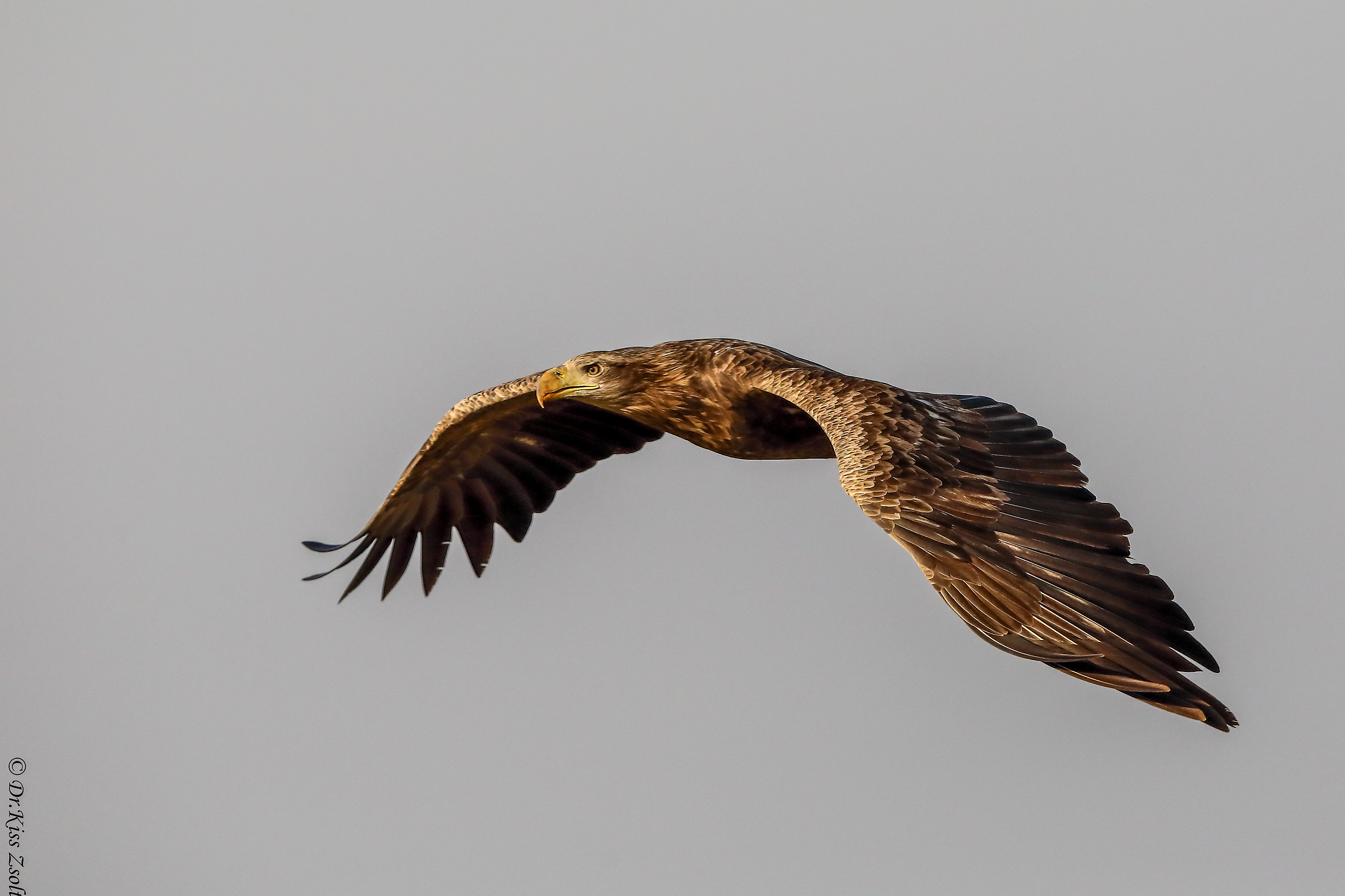 Aquila sottomarina dalla coda bianca