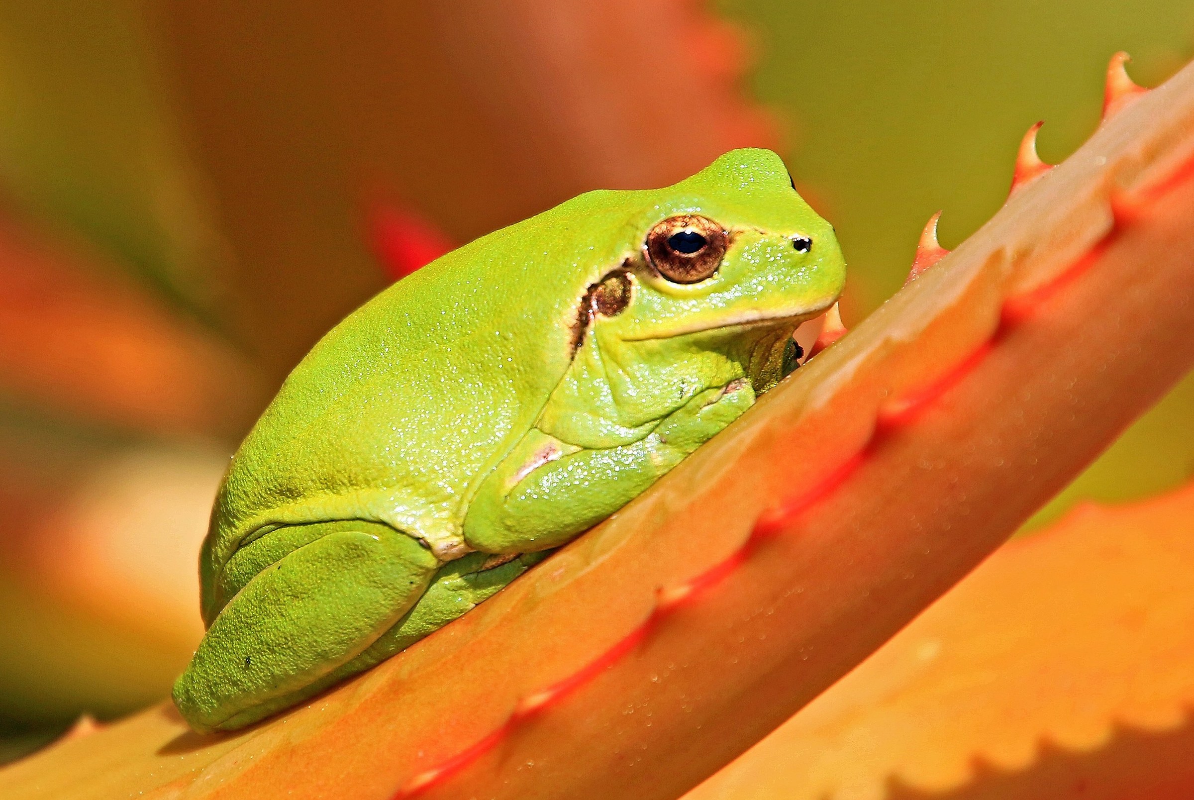 Mediterranean tree frog (Hyla meridionalis)