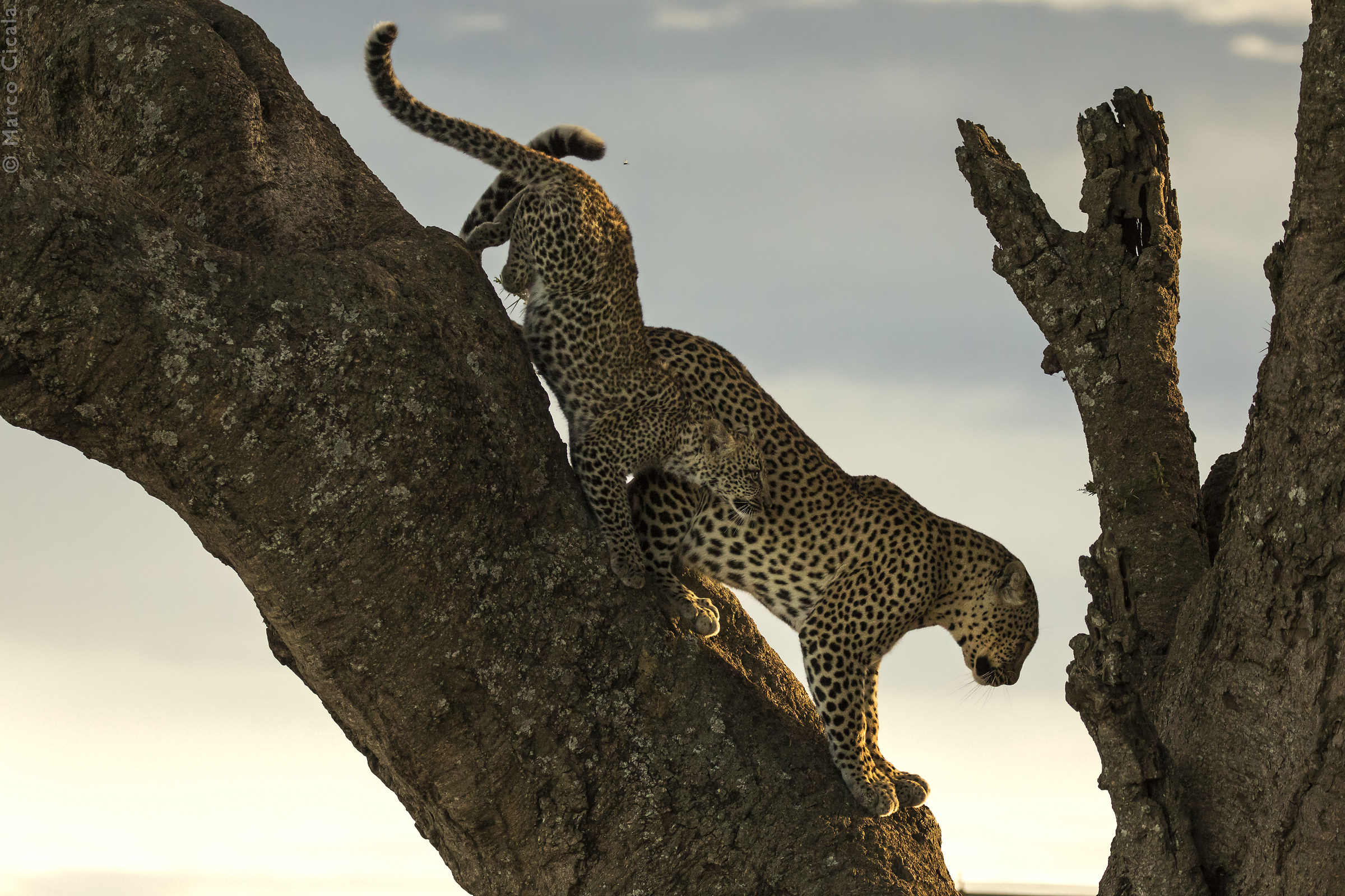 Ultimi salti prima di andare a dormire